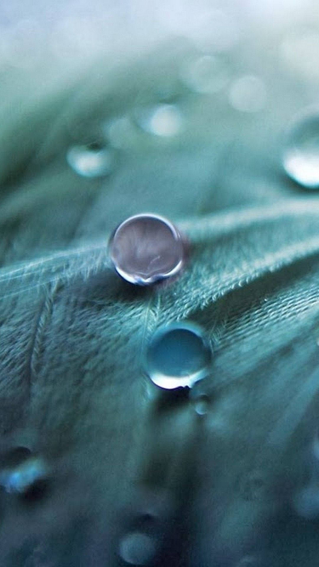 Vollständighd Wassertropfen Auf Blatt Android Wallpaper