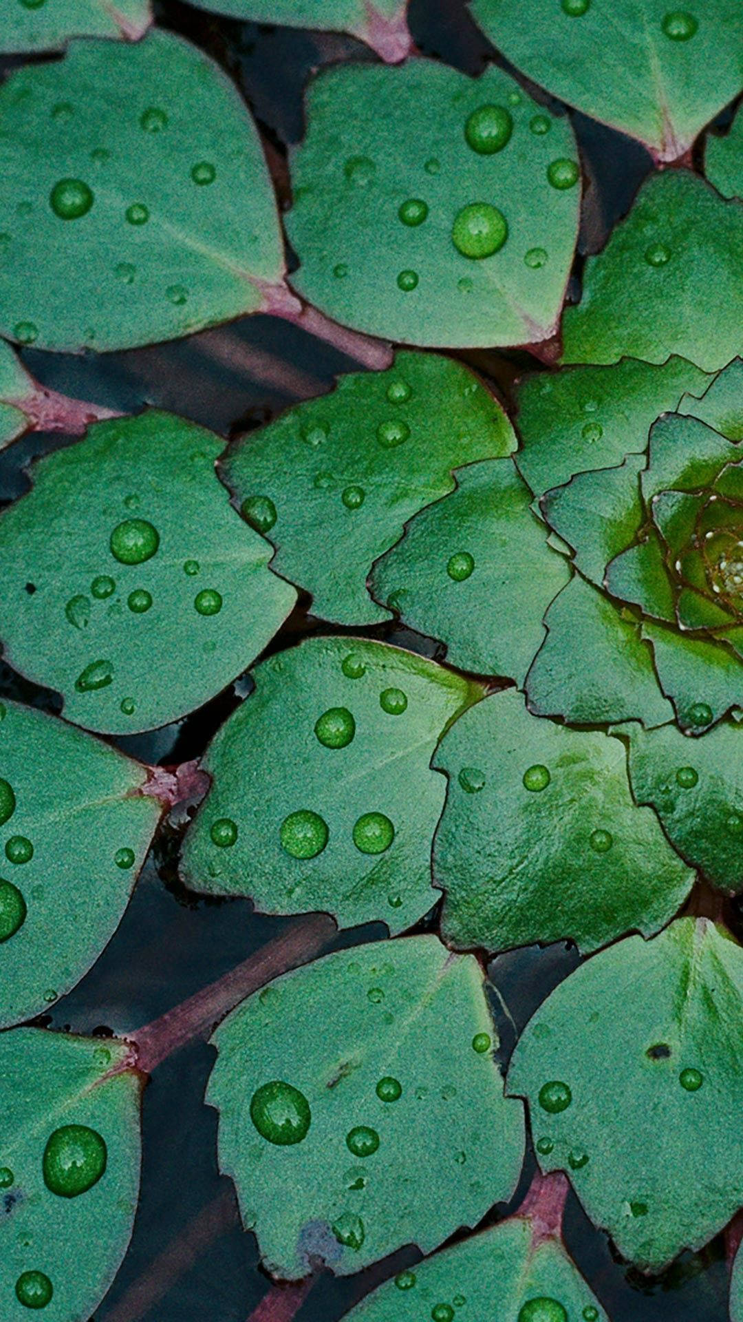 Full Hd Dew Drops On Leaves Android Wallpaper