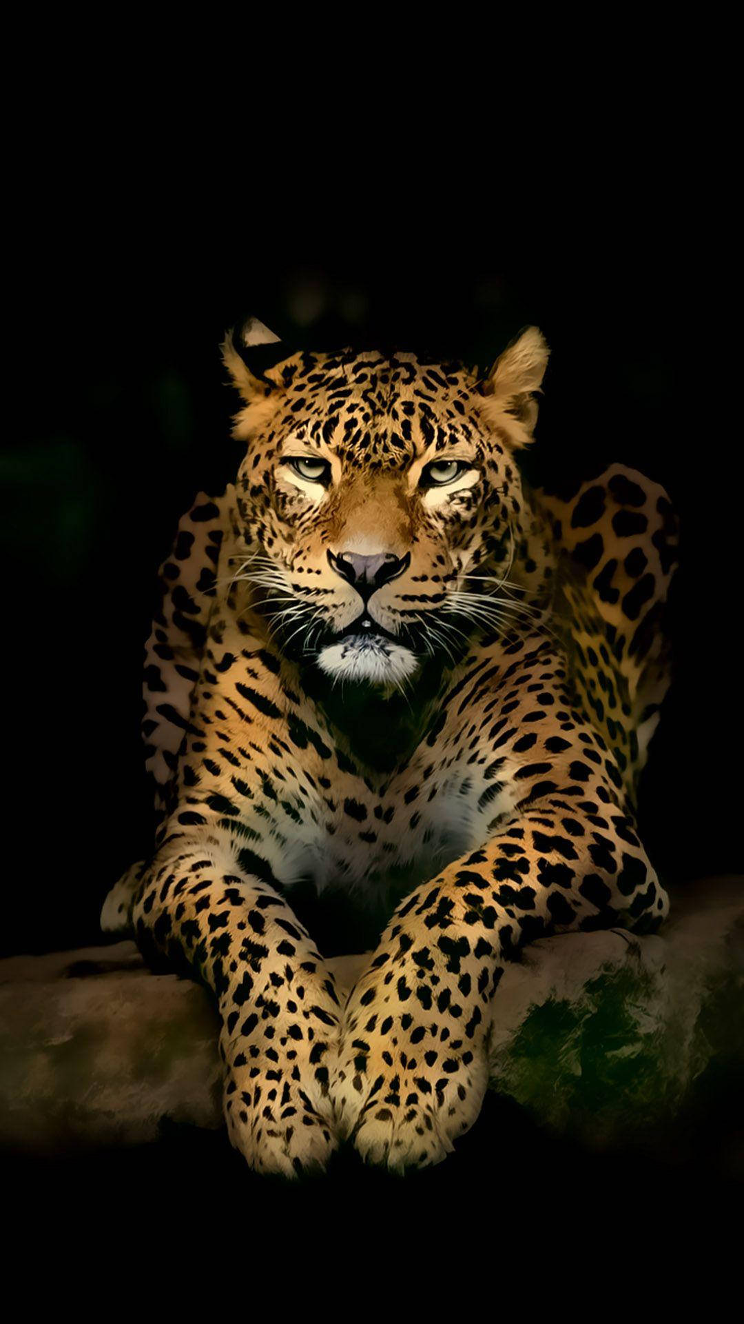 Vollhd Leopard Auf Dem Boden - Android Wallpaper