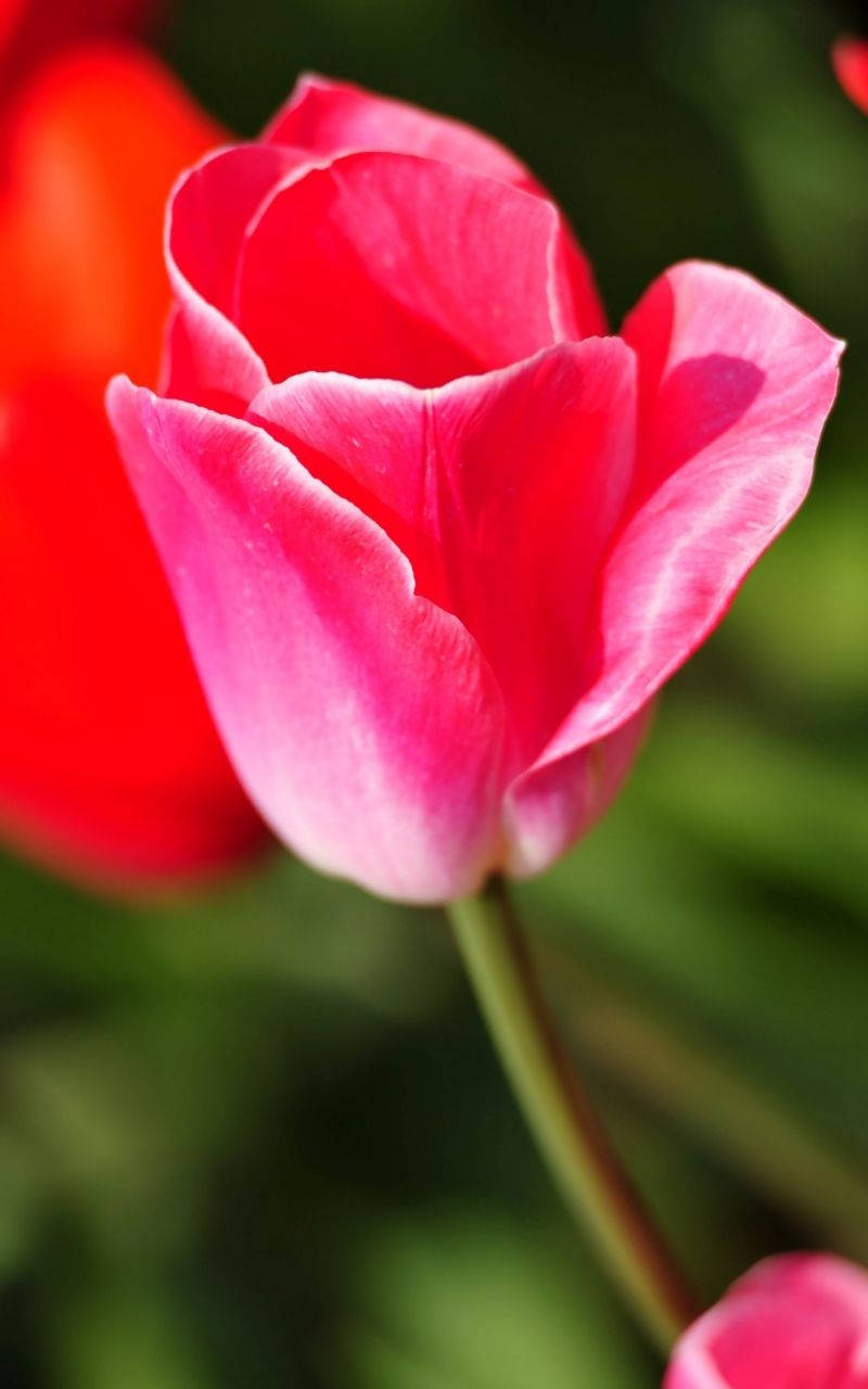 Full Hd Pink Tulip Android Sfondo