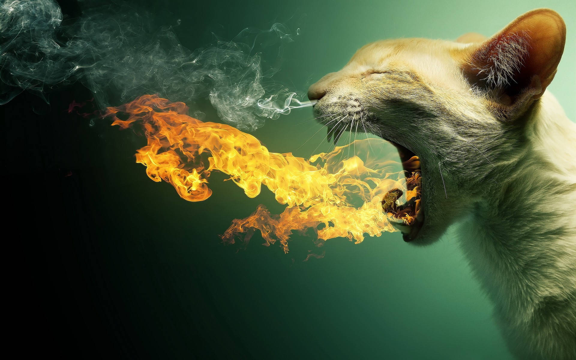 Full Hd Tablet Cat Fire Breath Wallpaper