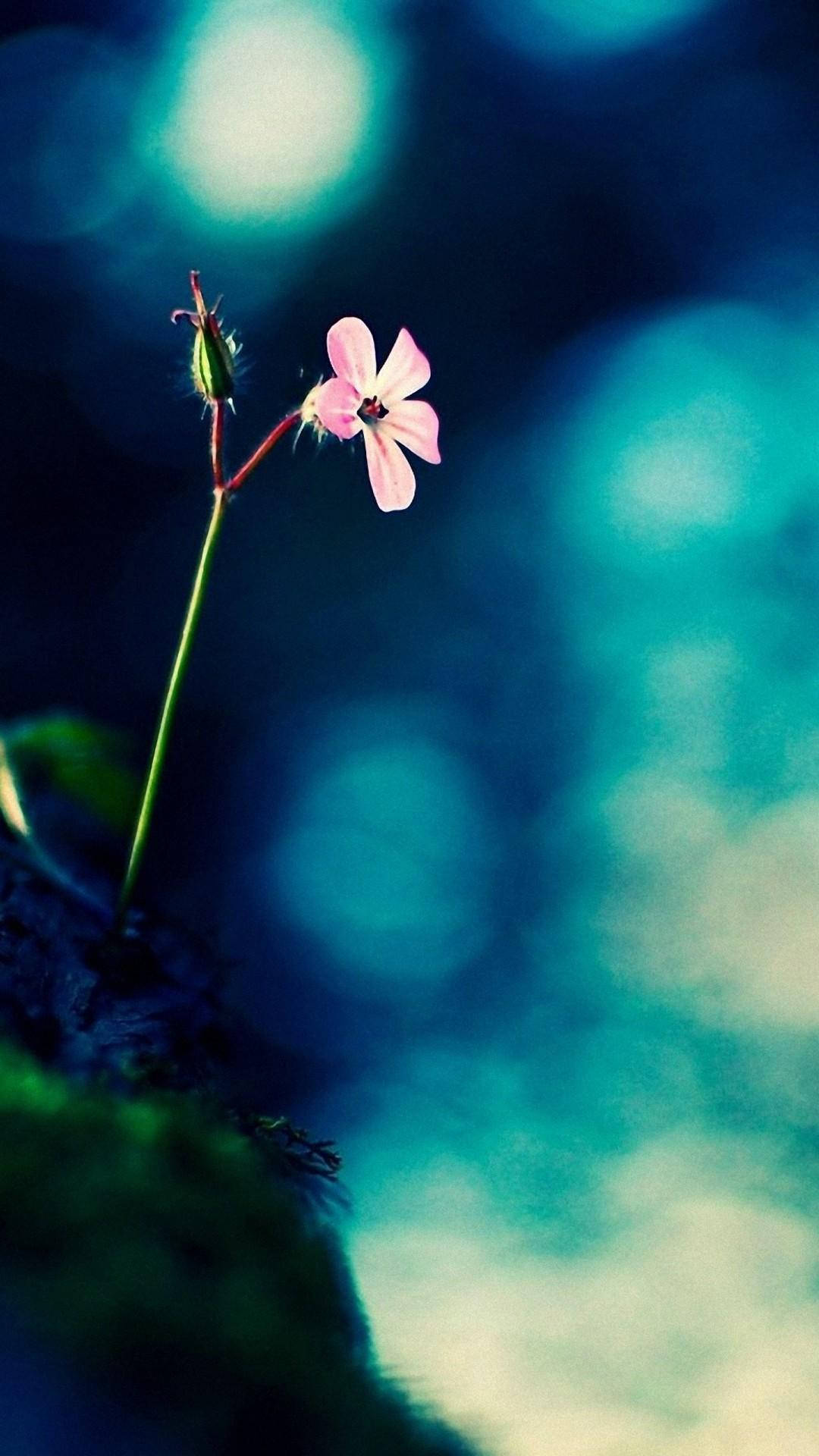 Vollehd Winzige Blume Wachsendes Android Wallpaper