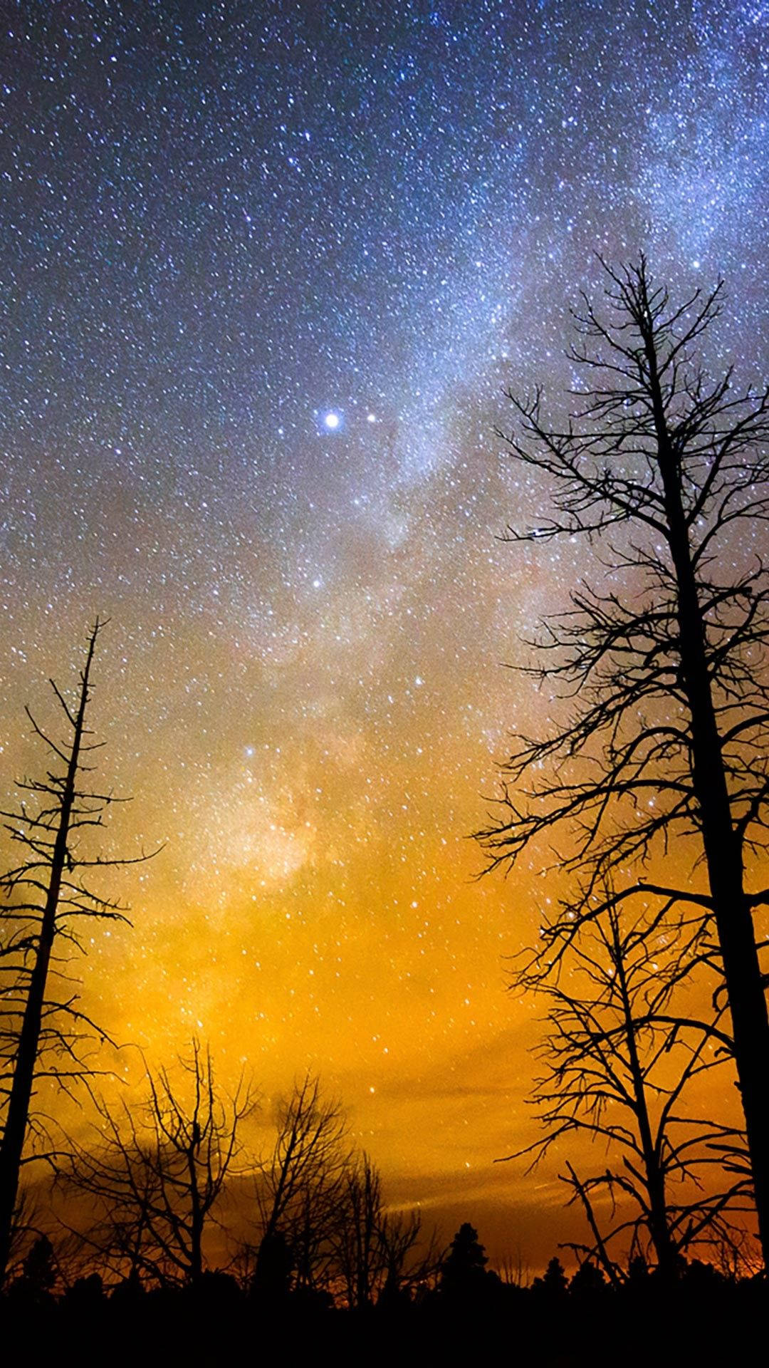 Download Full Hd Trees Under Night Sky Android Wallpaper 