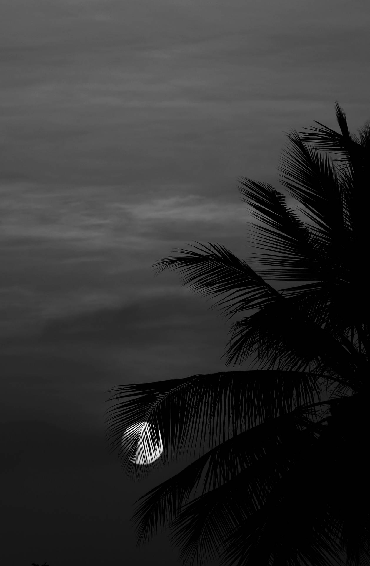 Laluna Llena Detrás De Las Palmeras. Fondo de pantalla