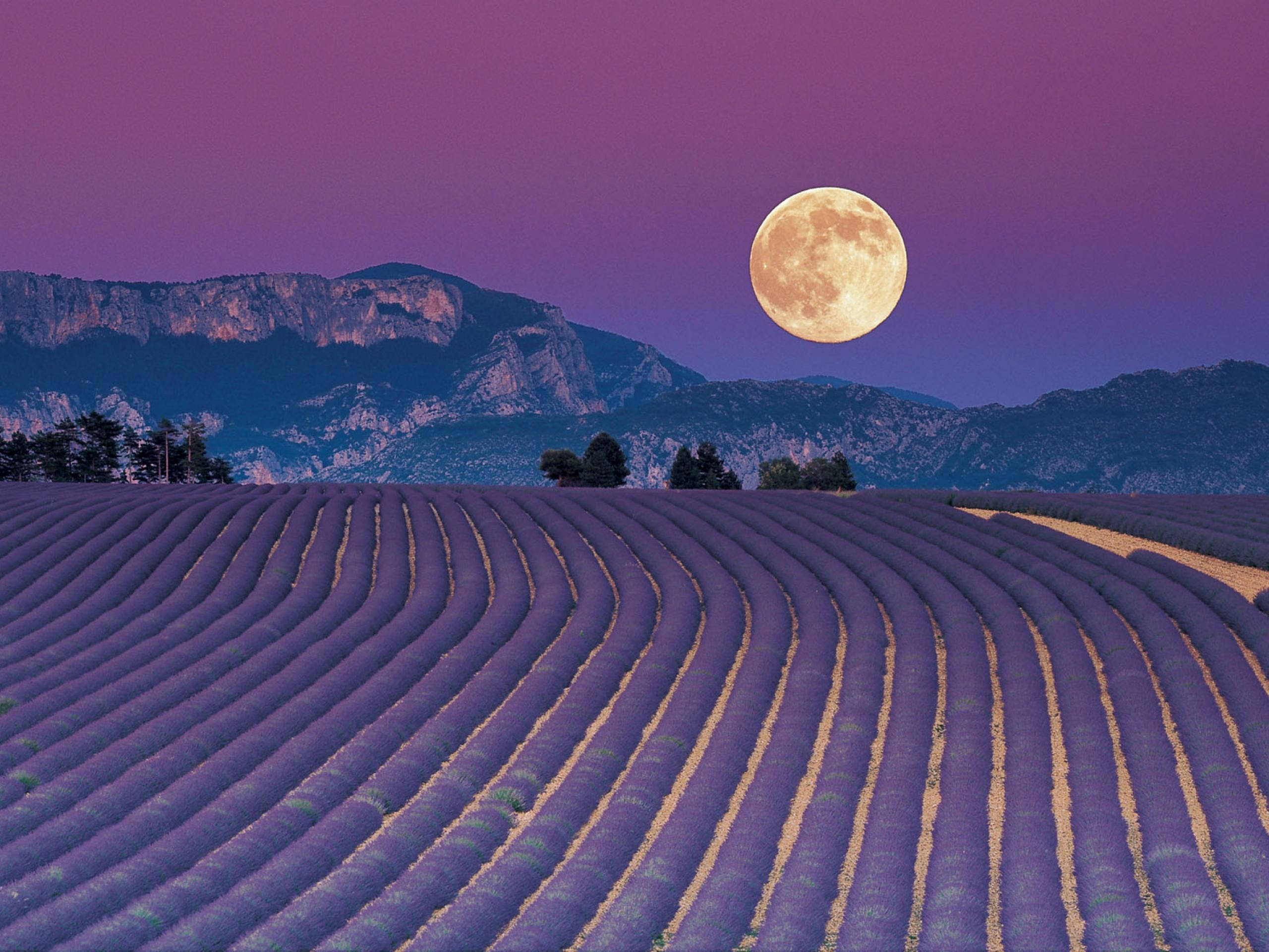 Full Moon Lavender Desktop Wallpaper
