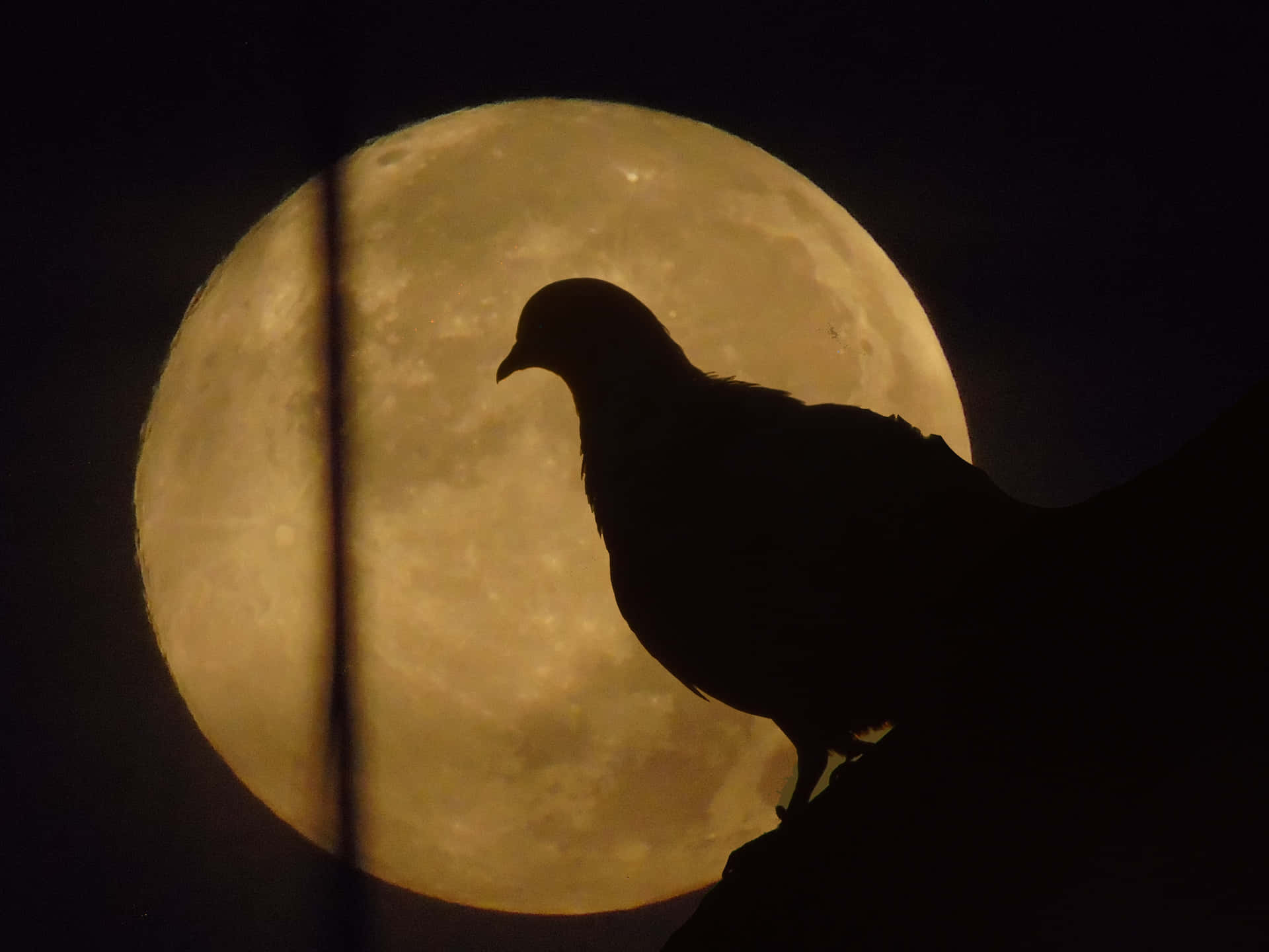 a pigeon is sitting on a branch in front of a full moon