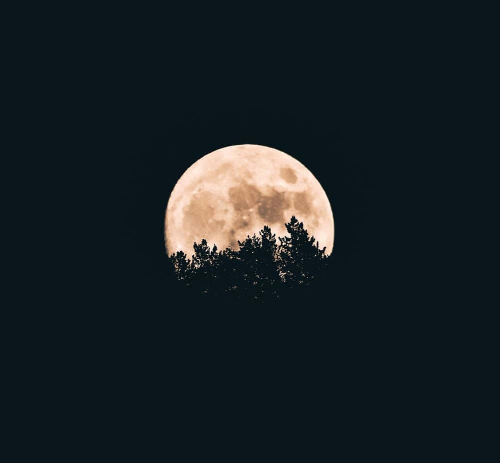 a full moon is seen through trees in the dark
