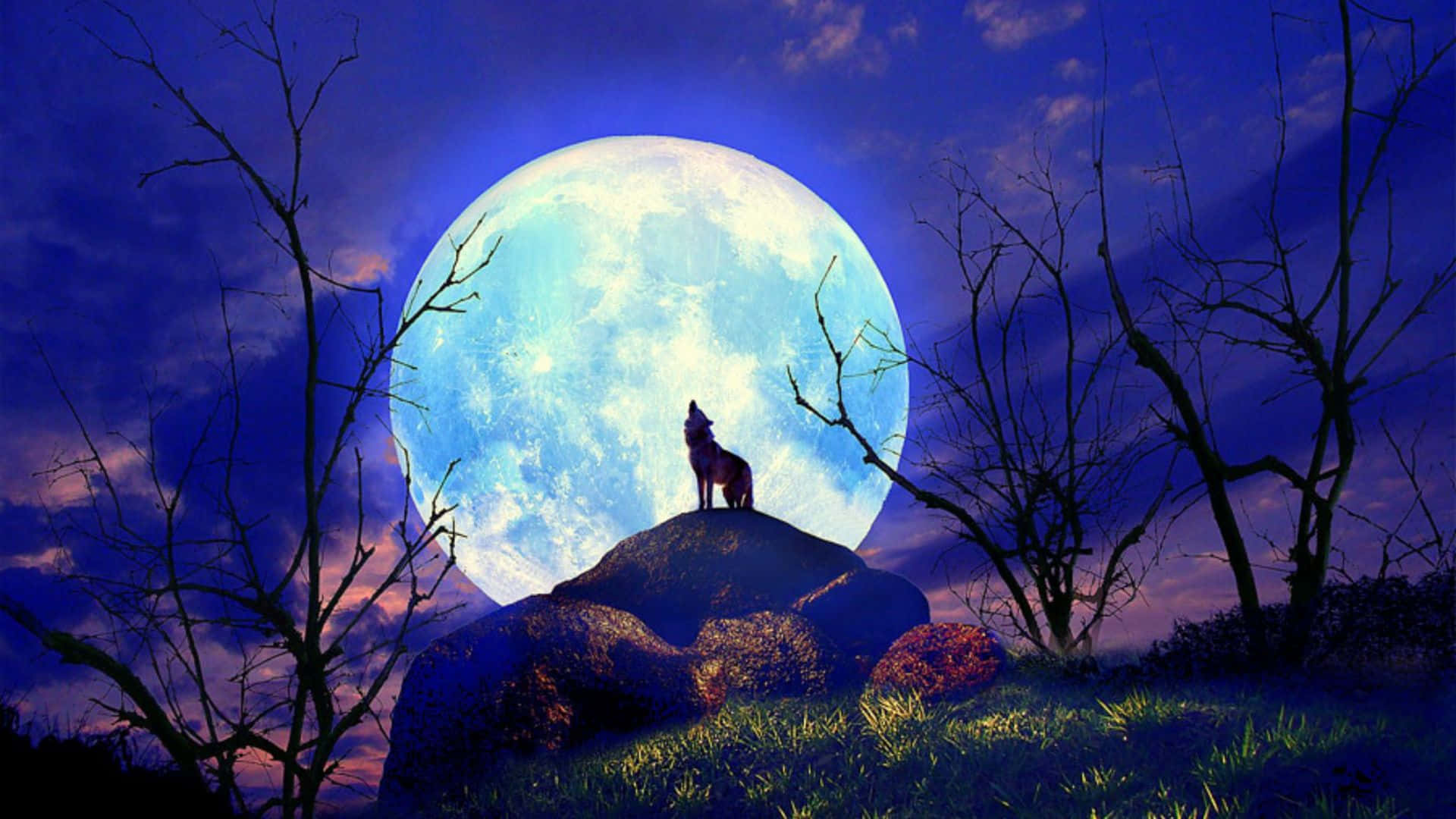 a wolf standing on a rock in front of a full moon