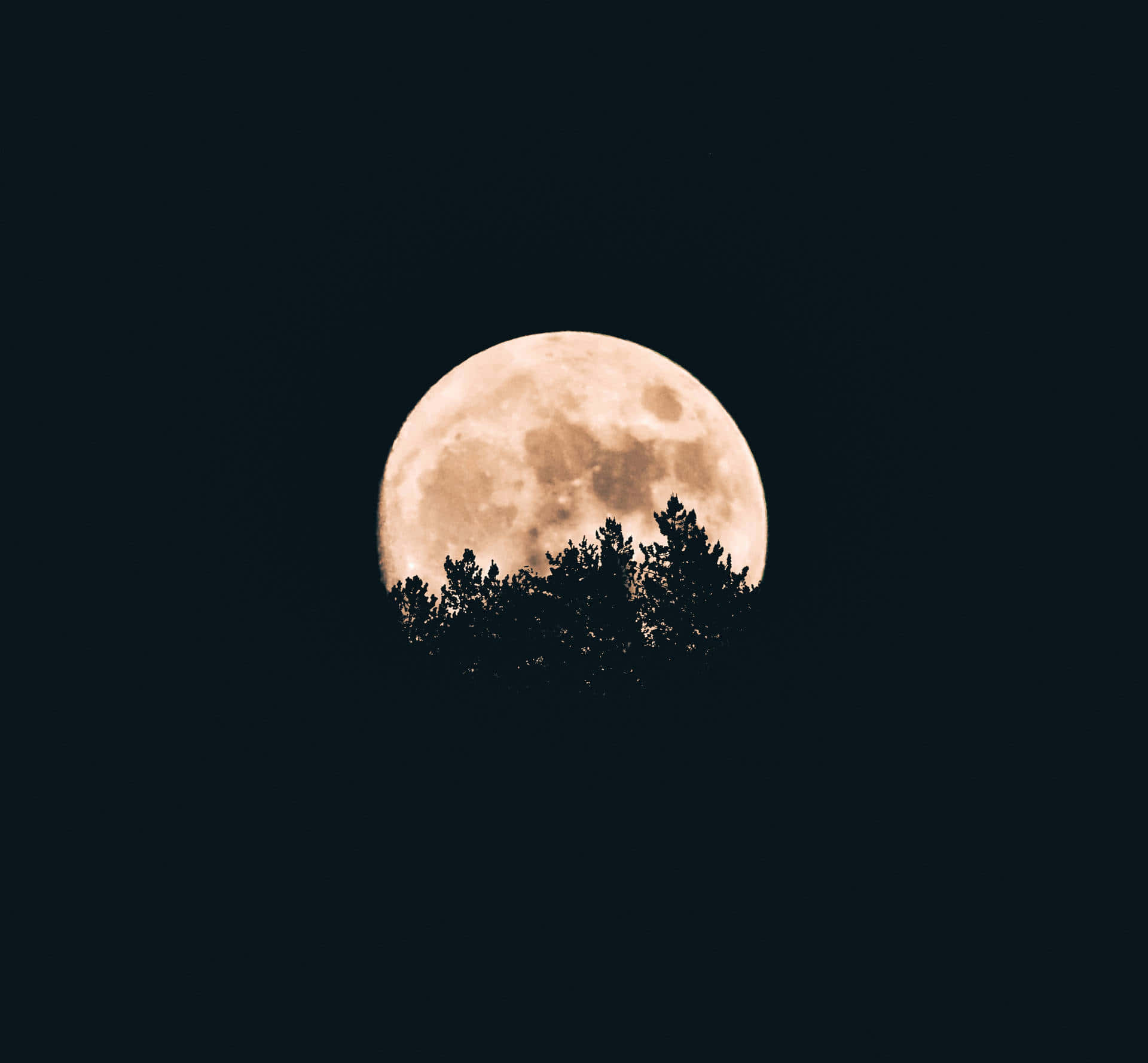 Full Moon Silhouetted Trees Wallpaper