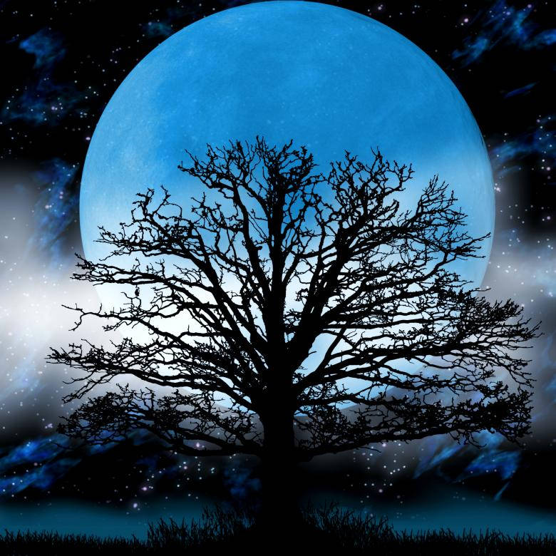 Full Moonlight Med Træ Silhuet Wallpaper