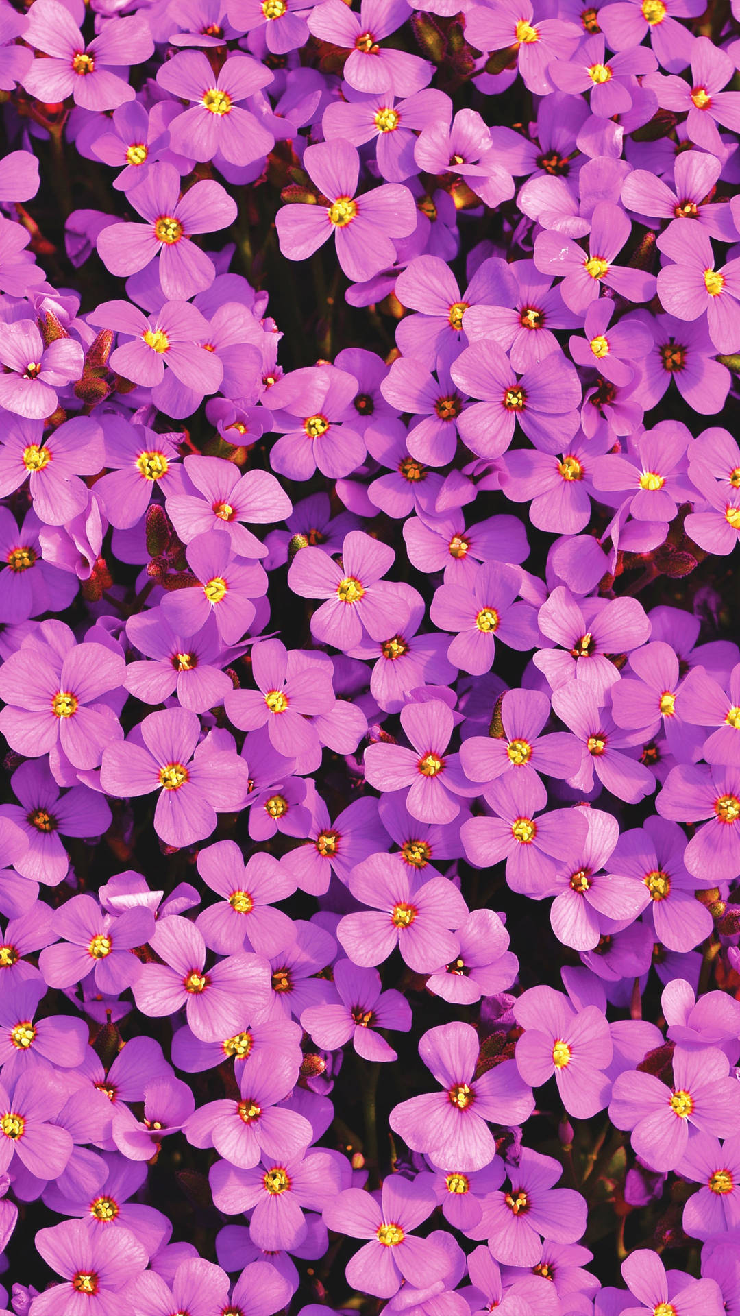 Fuldskærm 4K Blomster Aubrieta Portræt Tapet Wallpaper