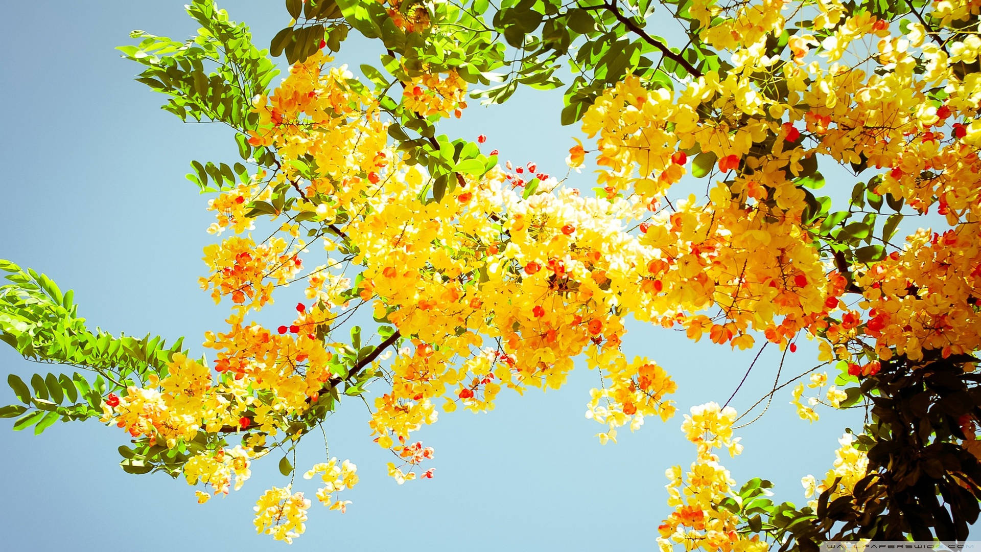 Vibrant Full Screen 4K Flowers on Cassia Tree Wallpaper