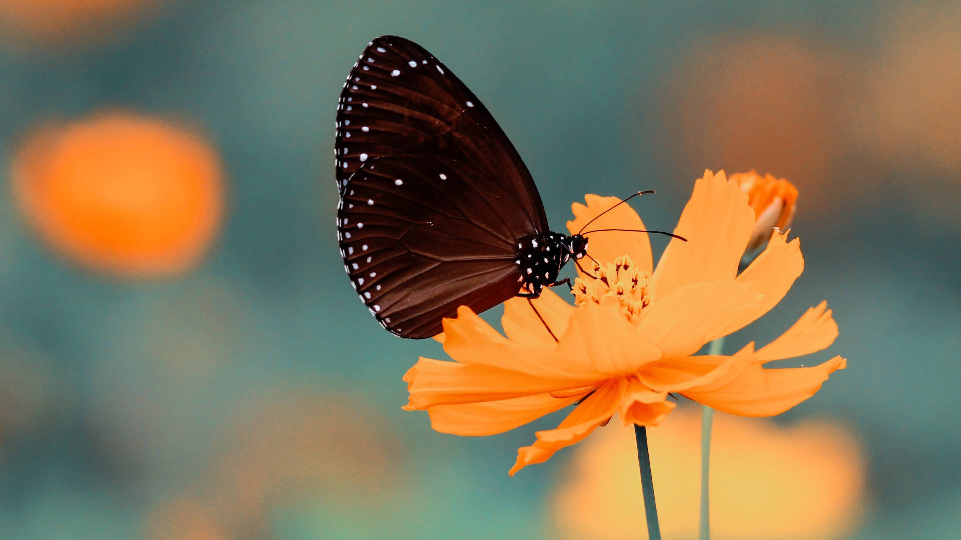 Download Full Screen 4k Flowers Cosmos And Butterfly Wallpaper | Wallpapers .com