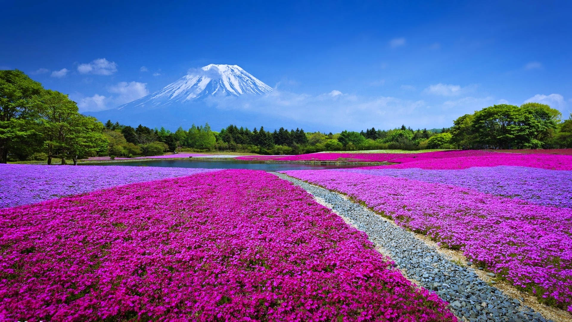 Fuld skærm 4K Blomster Mark Mount Fuji Baggrund Wallpaper