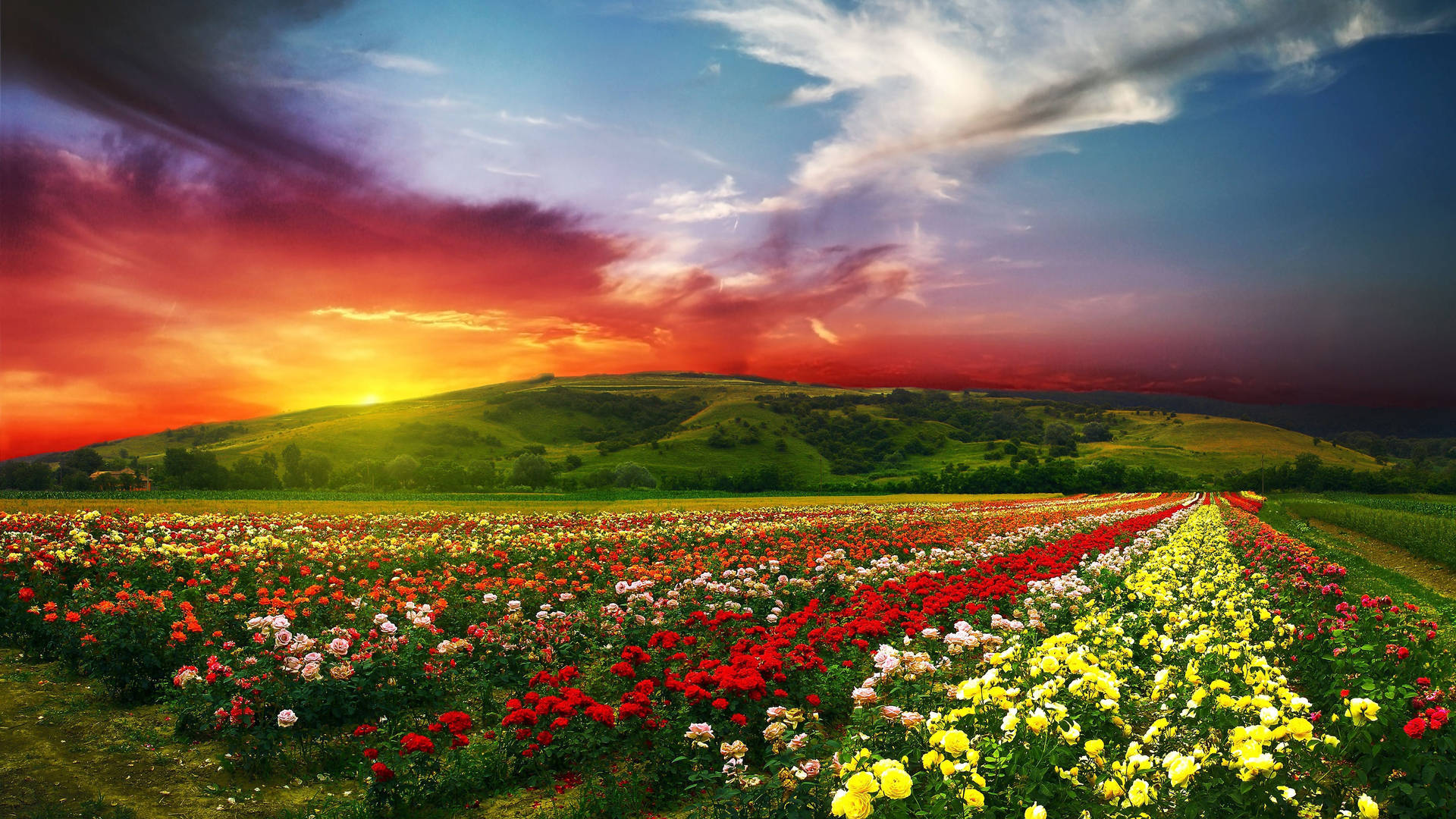 Full Screen 4K Flowers Field Sunset Wallpaper