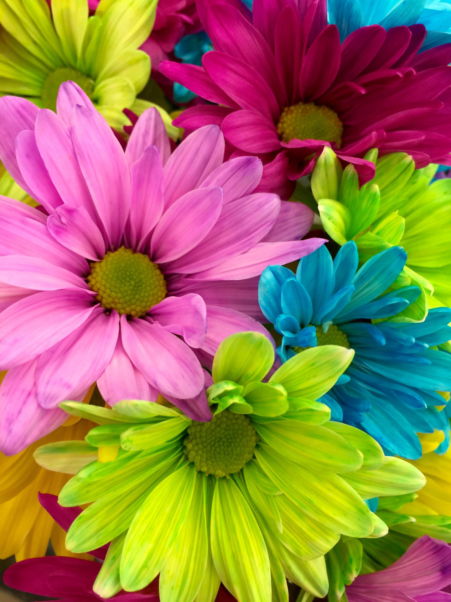 Pantallacompleta 4k Flores Arcoíris Margaritas Fondo de pantalla