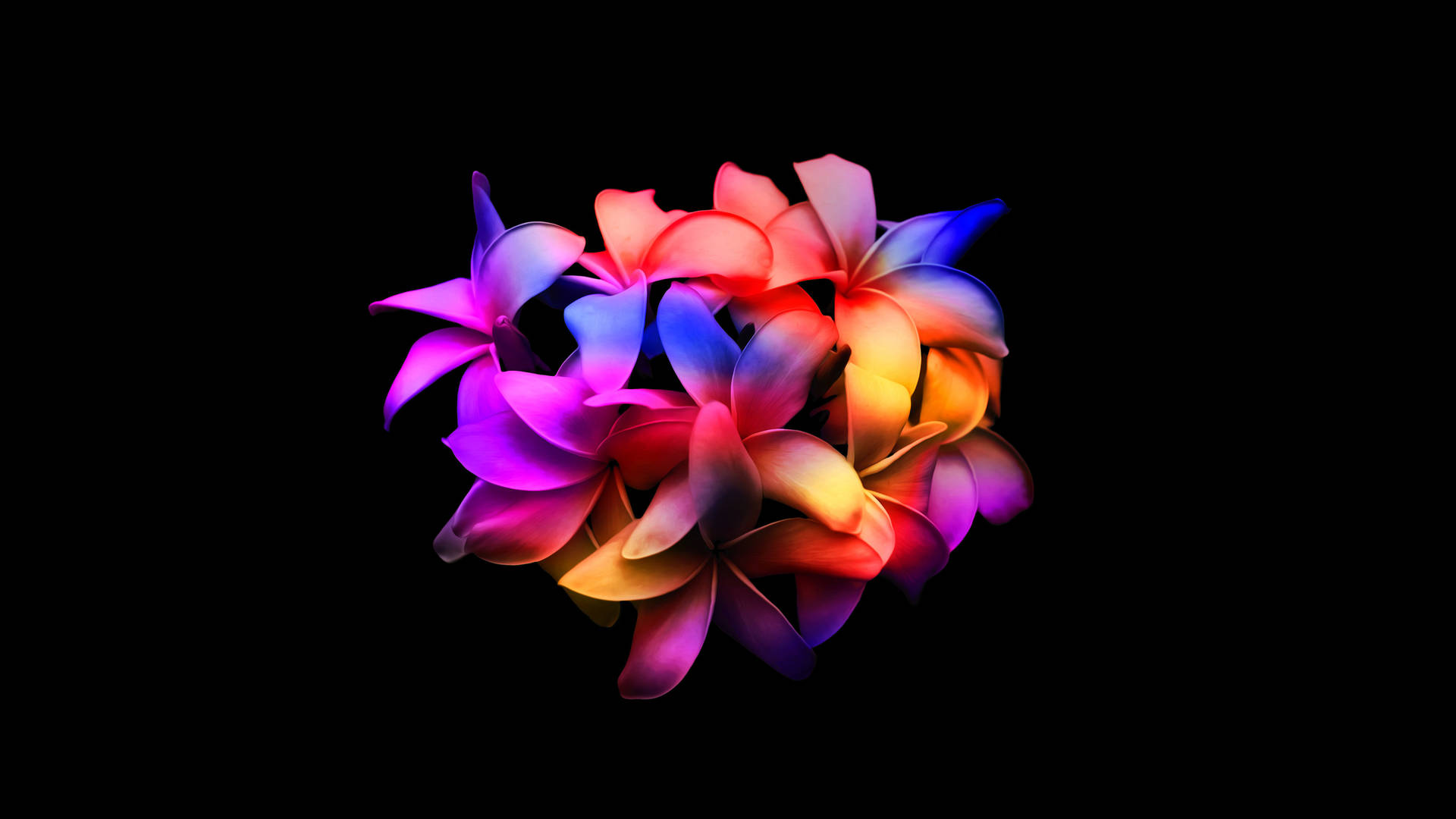 Fullskärm4k-blommor Regnbåge Plumerias Wallpaper