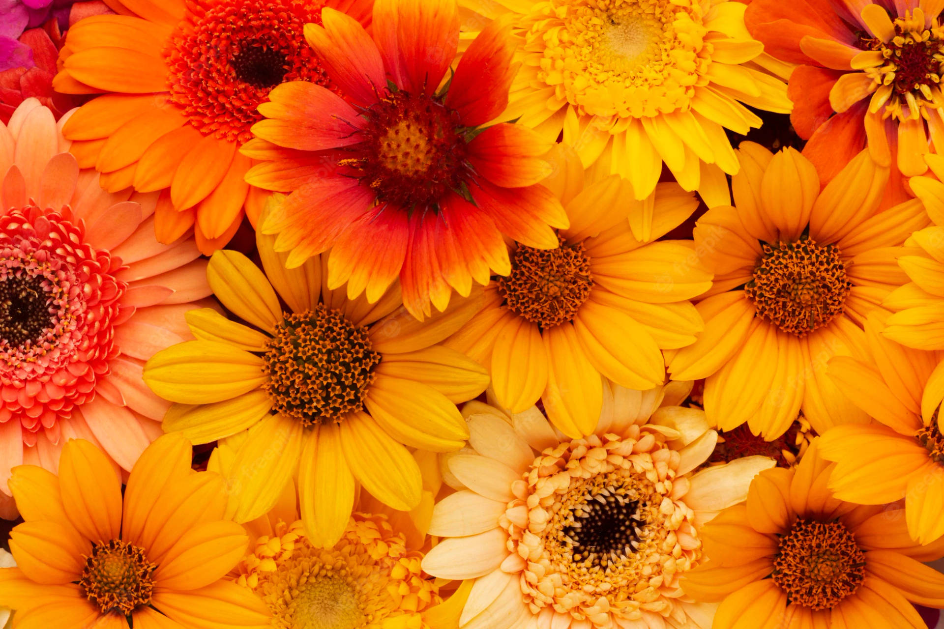 Full Screen 4K Flowers Sunflower Variety Wallpaper