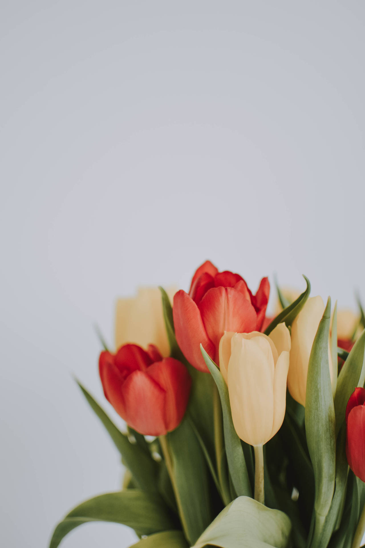 Fuld skærm 4K blomster Tulip Æstetik Wallpaper