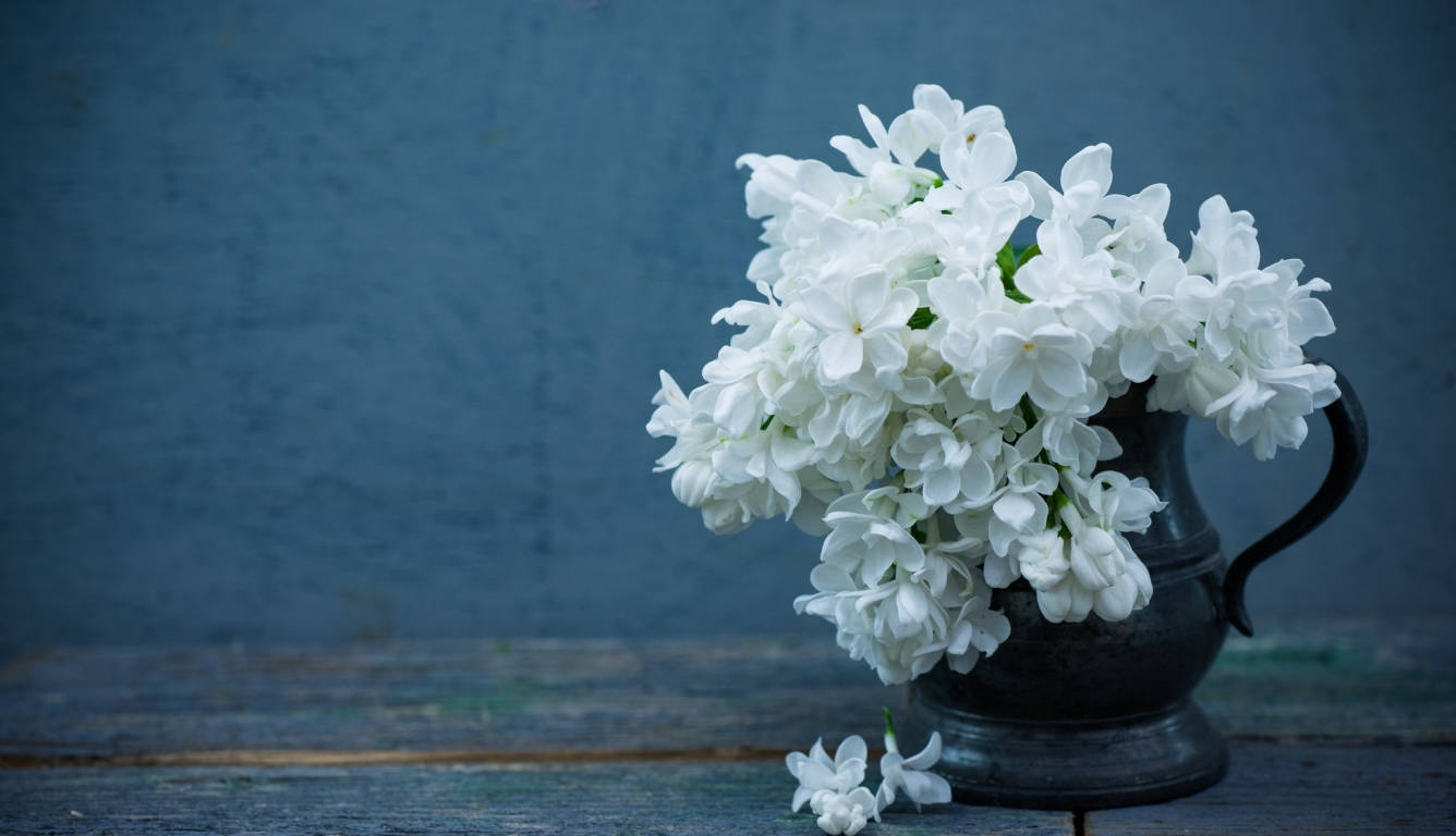 Fondode Pantalla En Pantalla Completa De Flores Blancas De Lilas En 4k. Fondo de pantalla