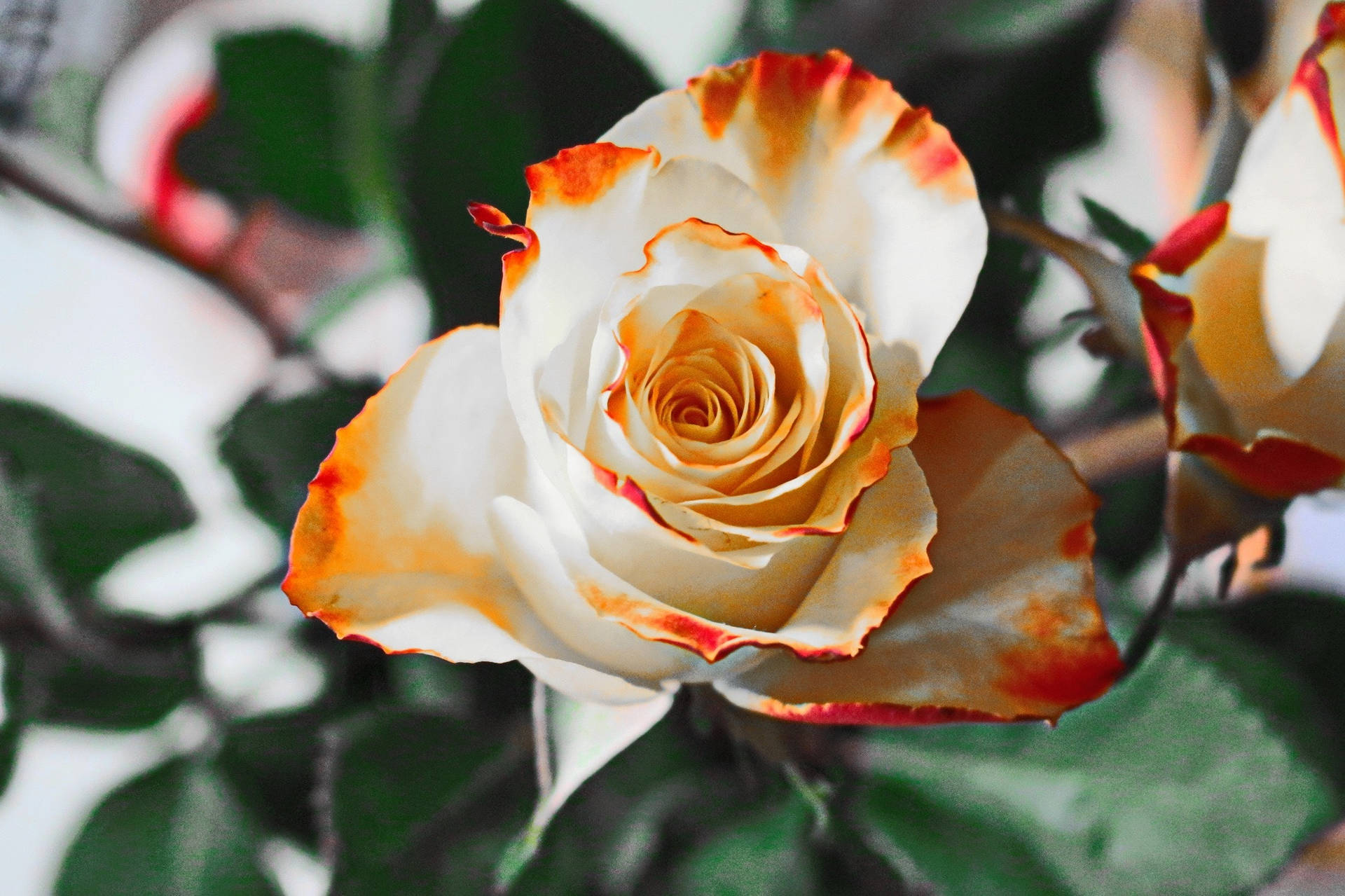 Full Screen 4K Flowers White Orange Rose Wallpaper