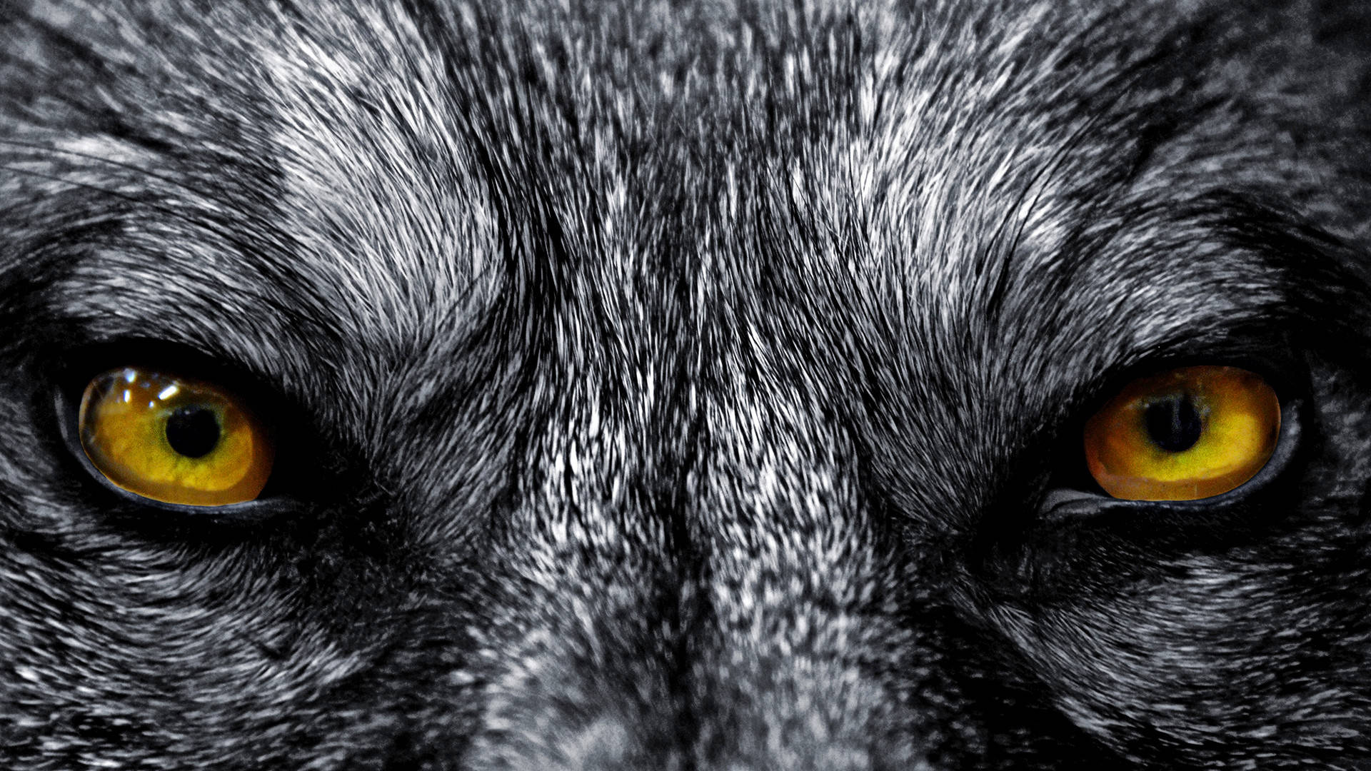 Full Screen HD Close-Up Of Wolf Wallpaper