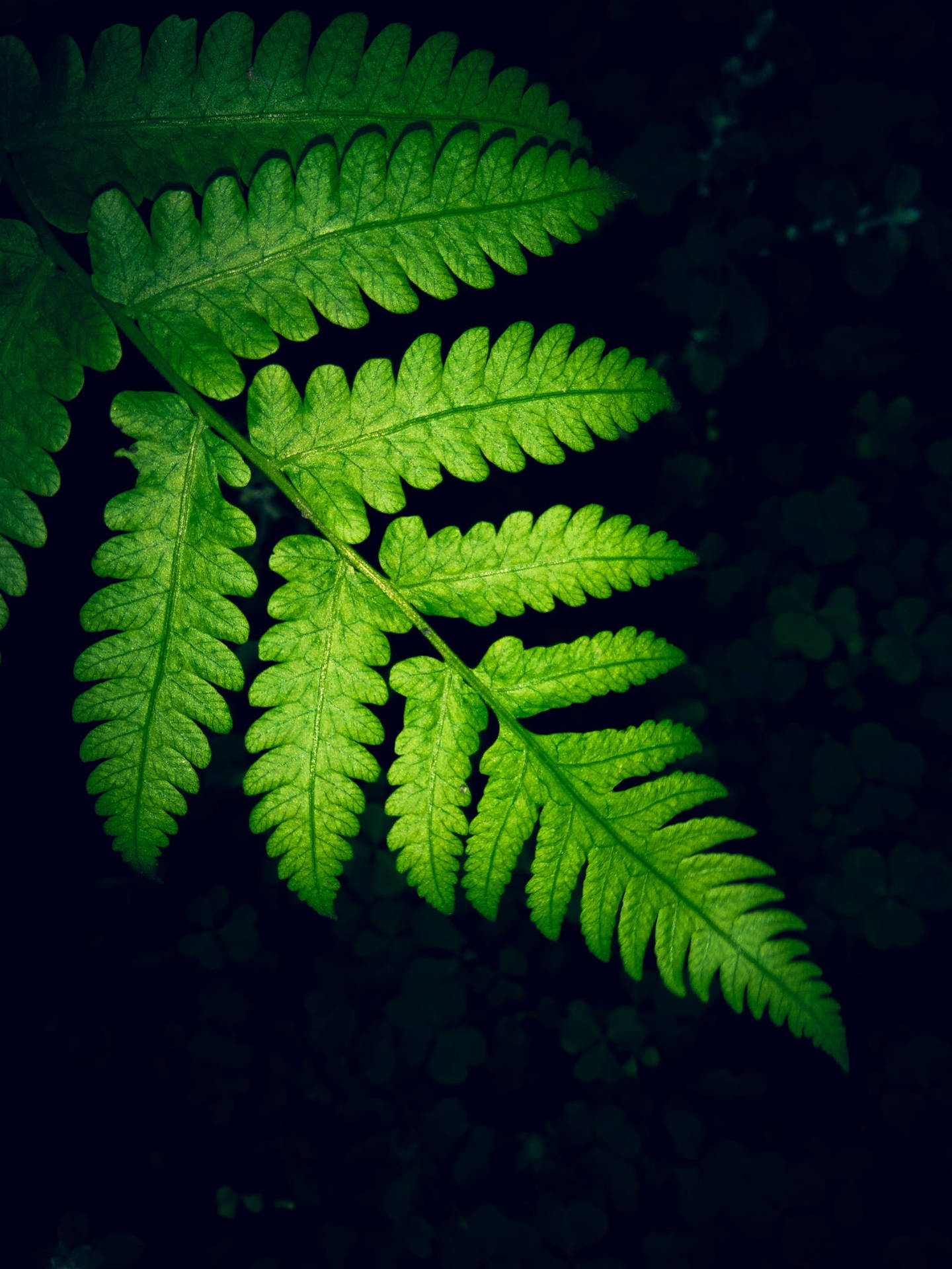 Fuldskærm HD Fern Leaf Detaljeret Levende Billede Wallpaper