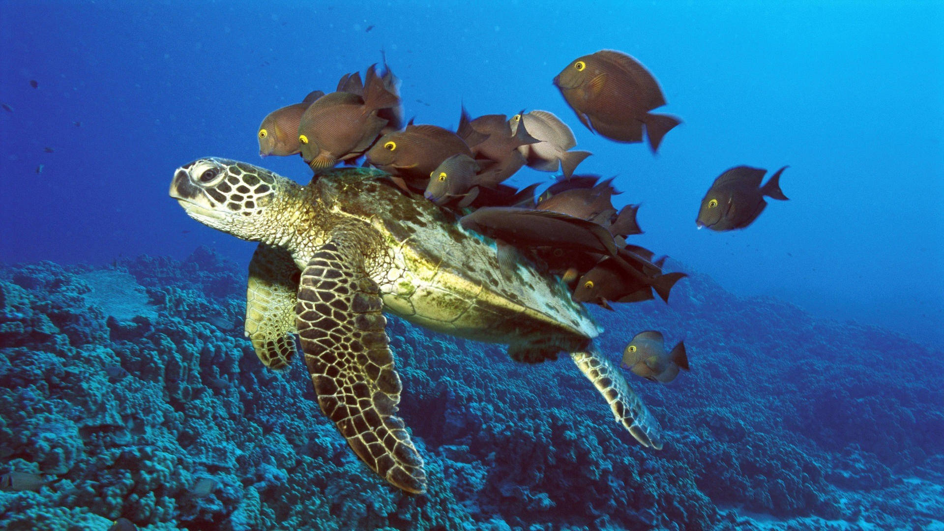 Vollbildhd Von Einer Schildkröte Unter Wasser Wallpaper