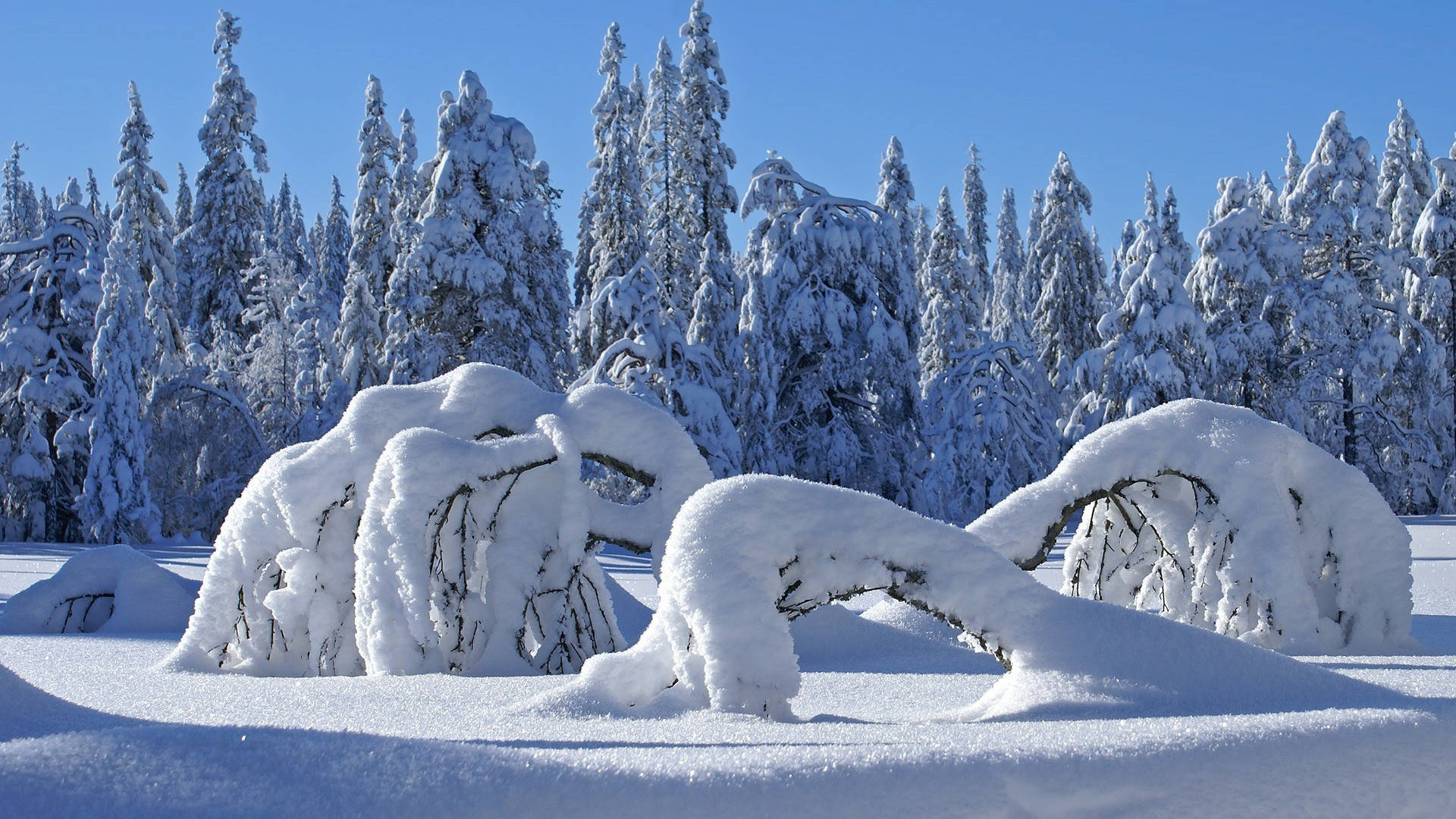 Bosquecubierto De Nieve En Alta Definición A Pantalla Completa. Fondo de pantalla