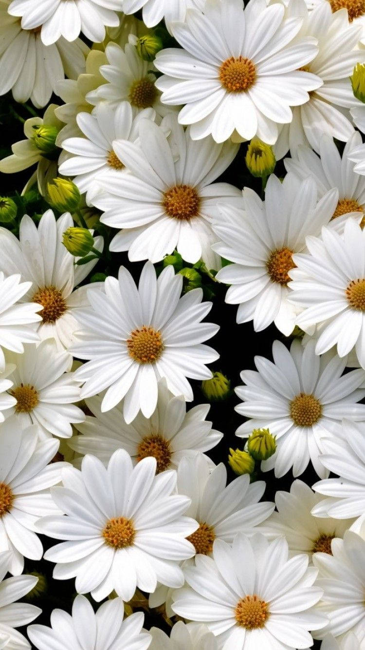 Wallpaper ID 307933  Earth Daisy Phone Wallpaper Macro White Flower  Flower 1440x3120 free download