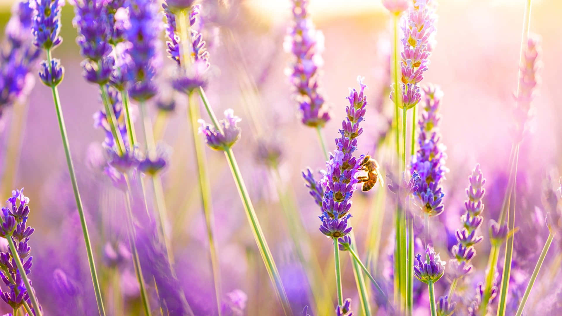 Fully Bloomed Lavender Flowers Field Close-Up Wallpaper