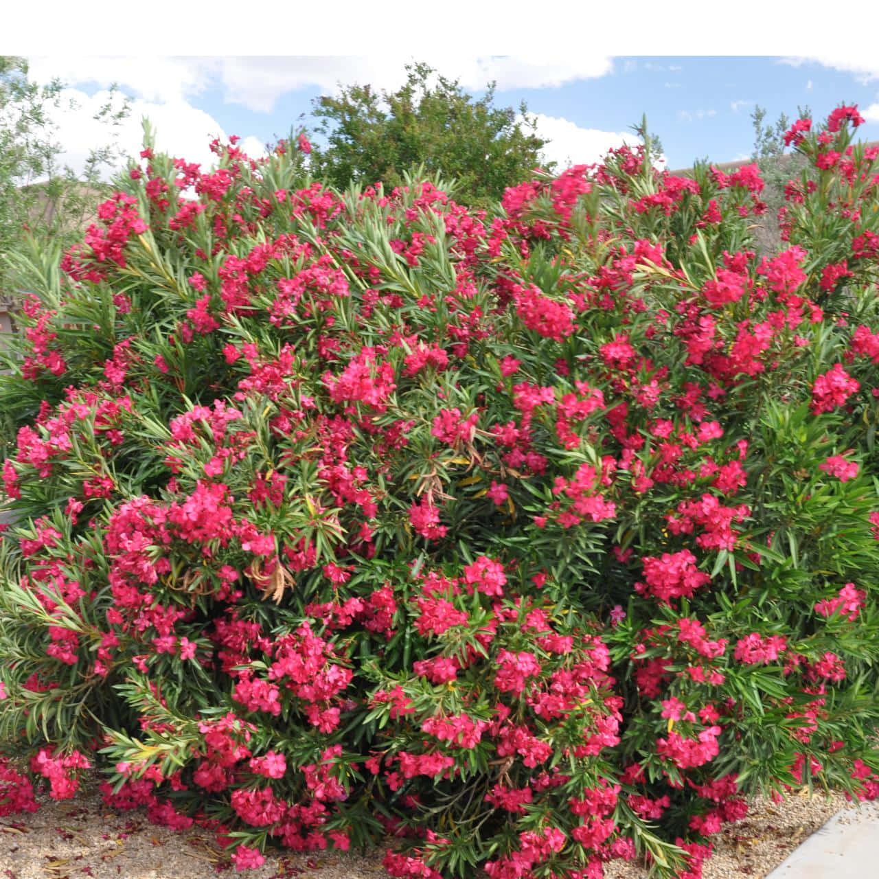 Fully Bloomed Oleander Bush Flowers Picture