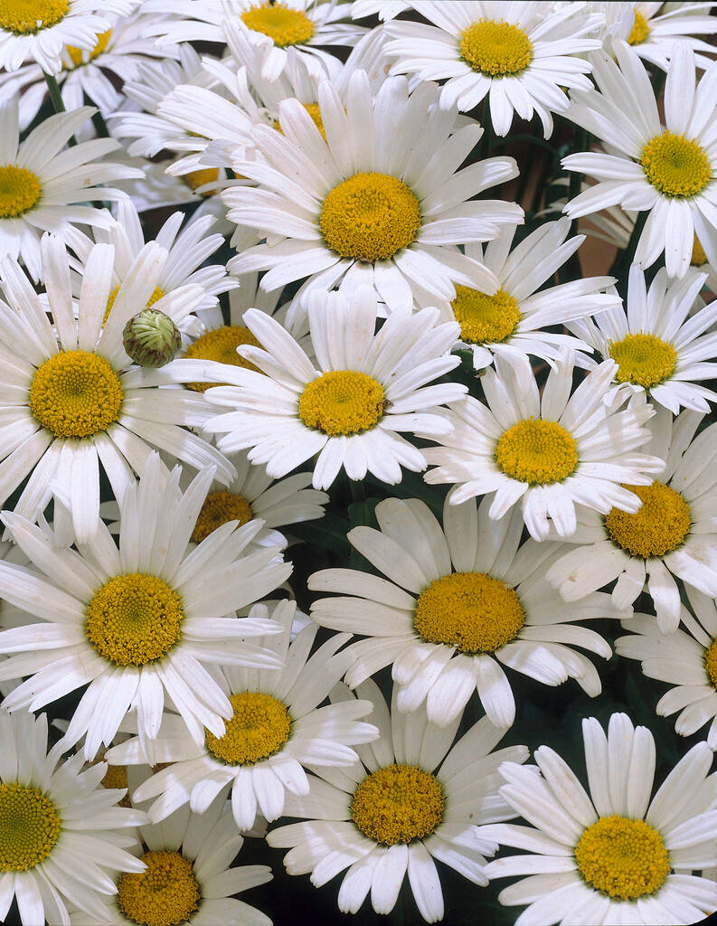 Vollerblühte Weiße Blume Iphone Wallpaper