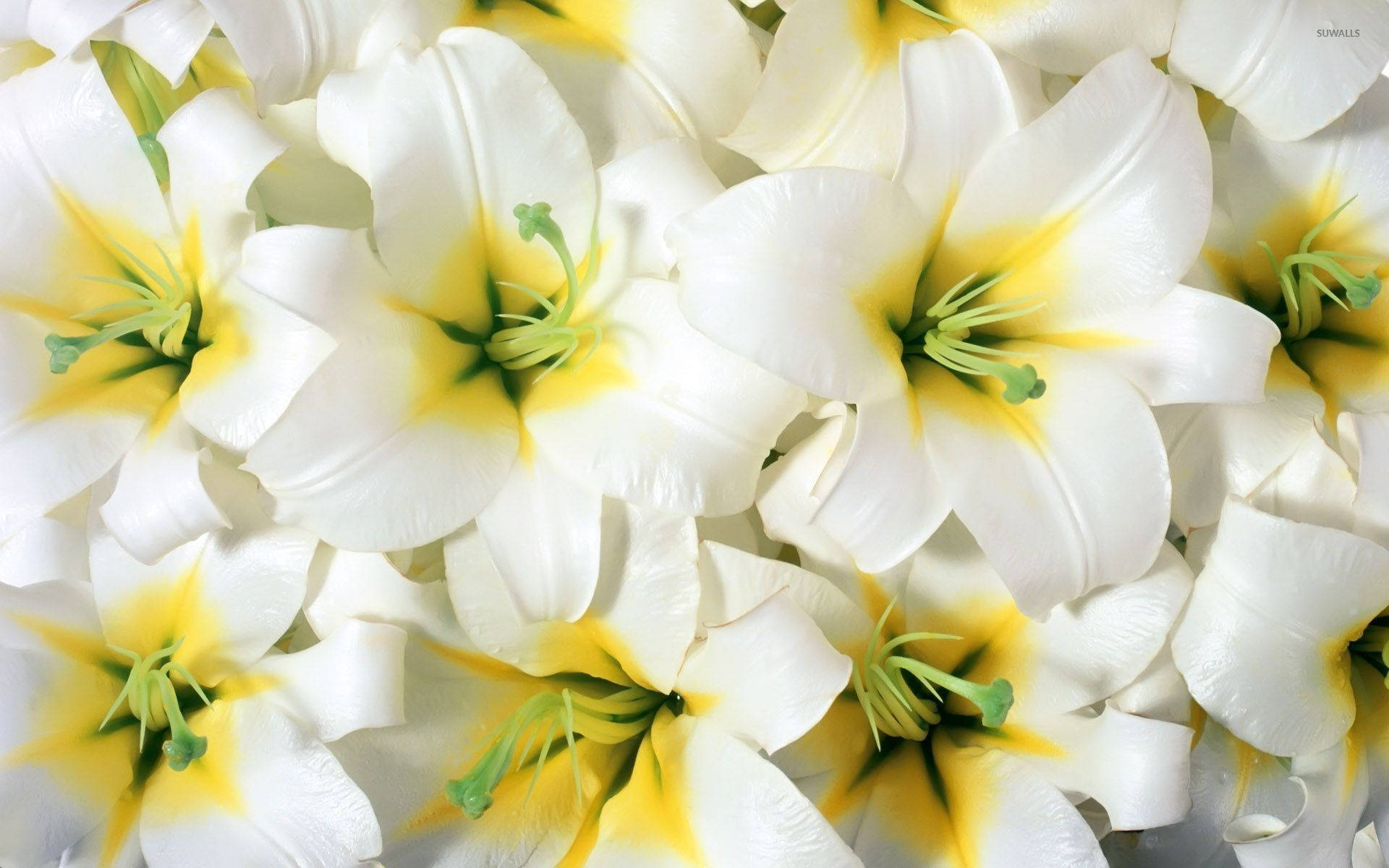 Fully-bloomed White Lily Flowers Wallpaper