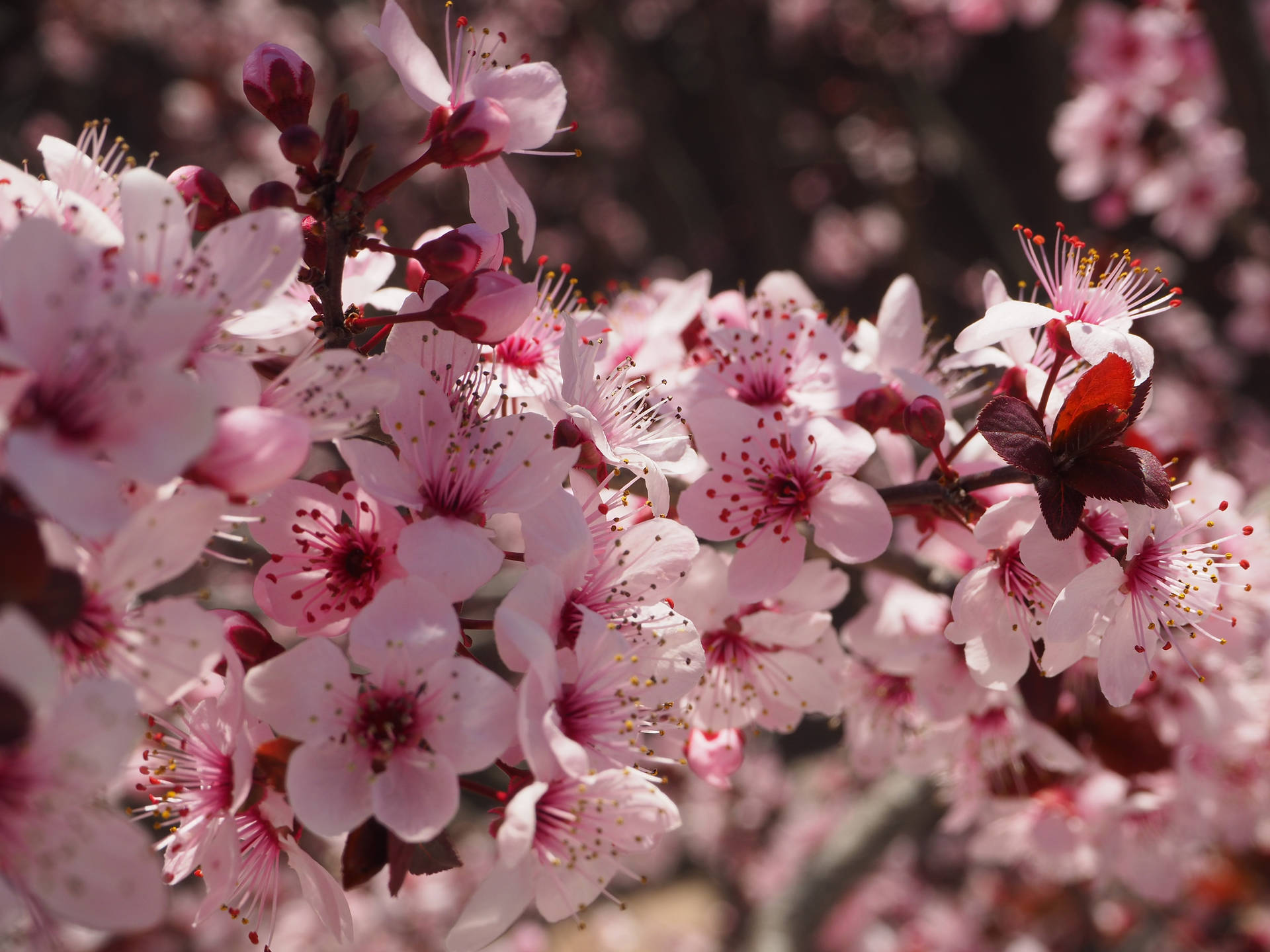 Fully Blossomed Pink Spring Flowers Wallpaper
