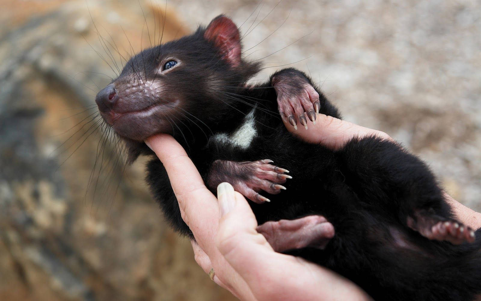 Fun Animals Wiki, Videos, Picture, Stories: Tasmanian Devil