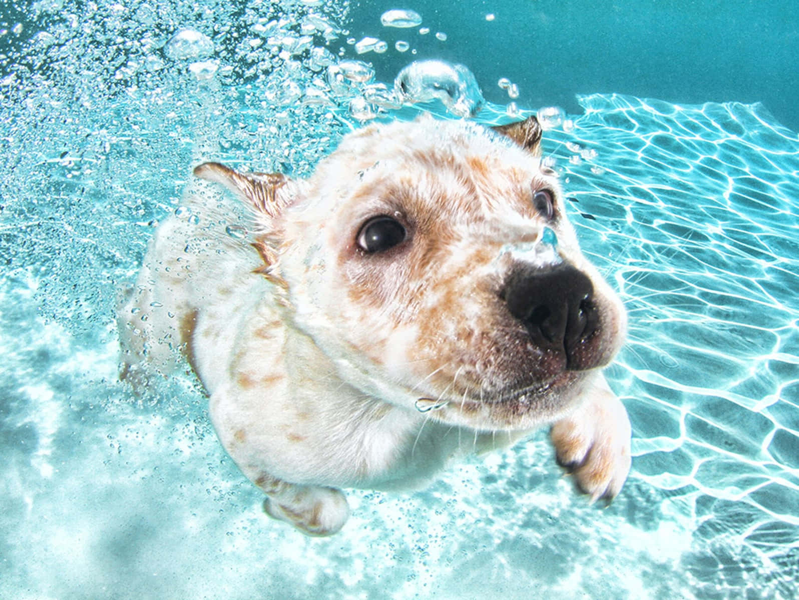 Fun-loving Canine Making A Splash Wallpaper