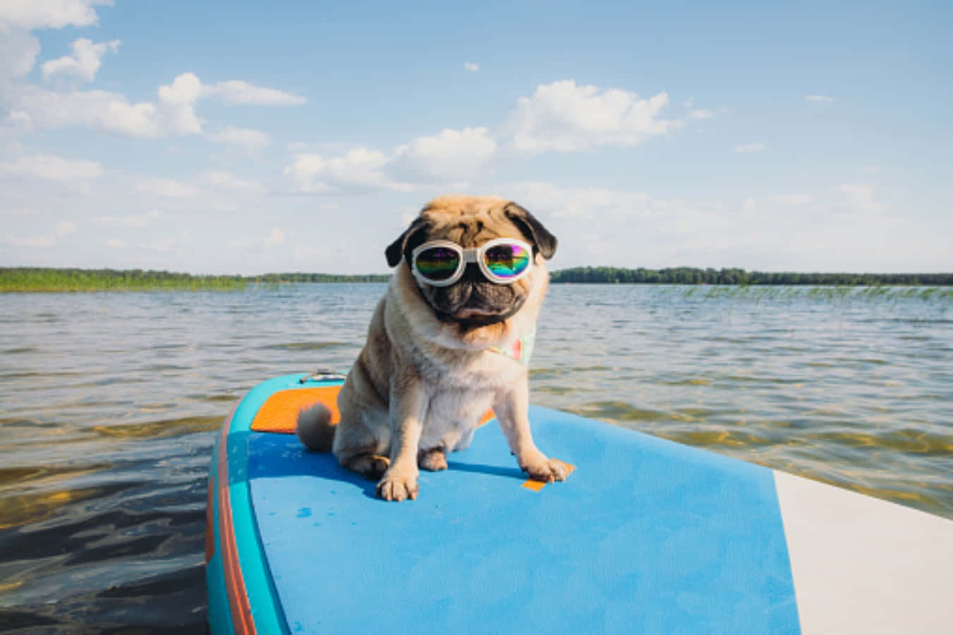 Surfing Fun Pug Pictures