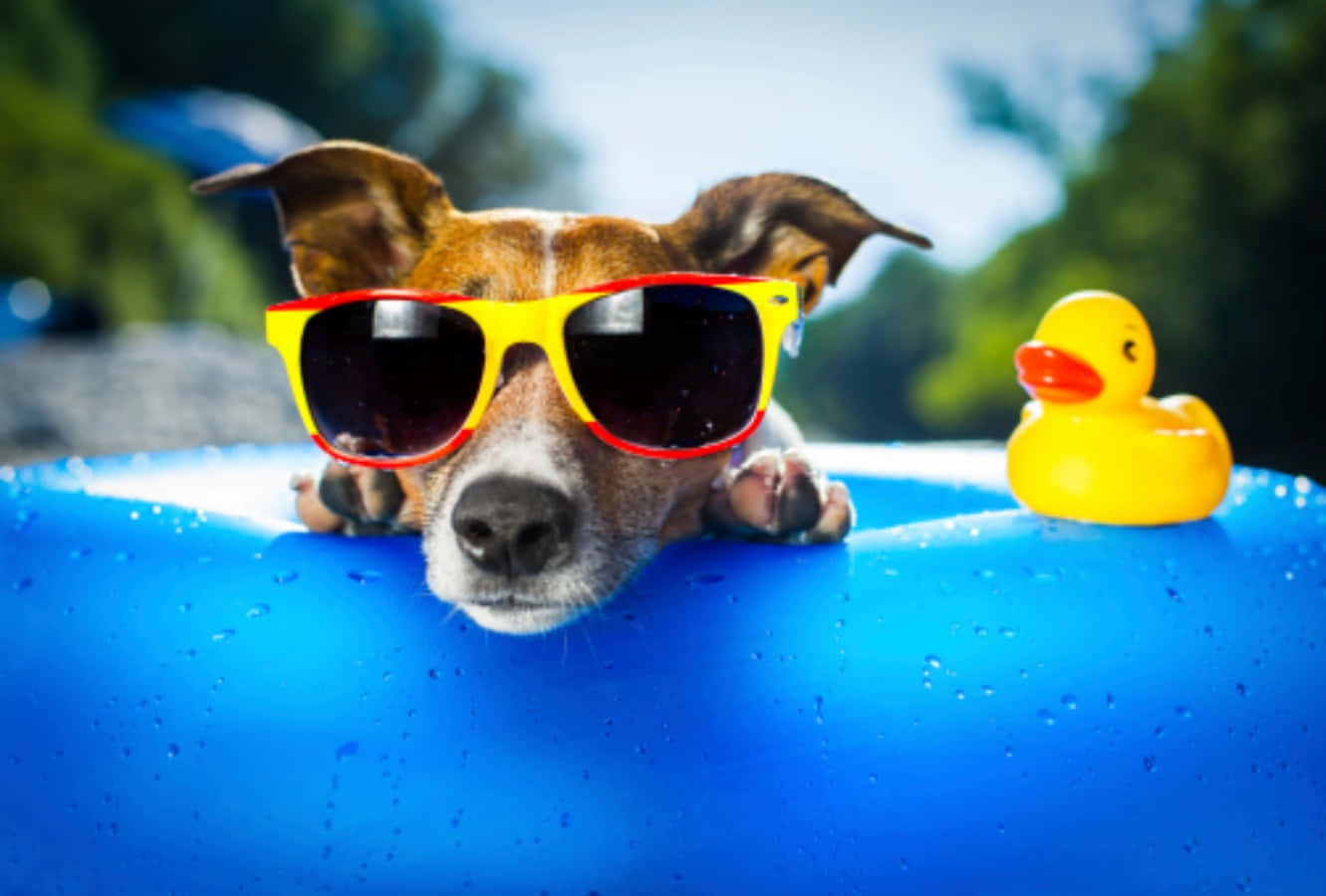 Dog Pool Fun Pictures