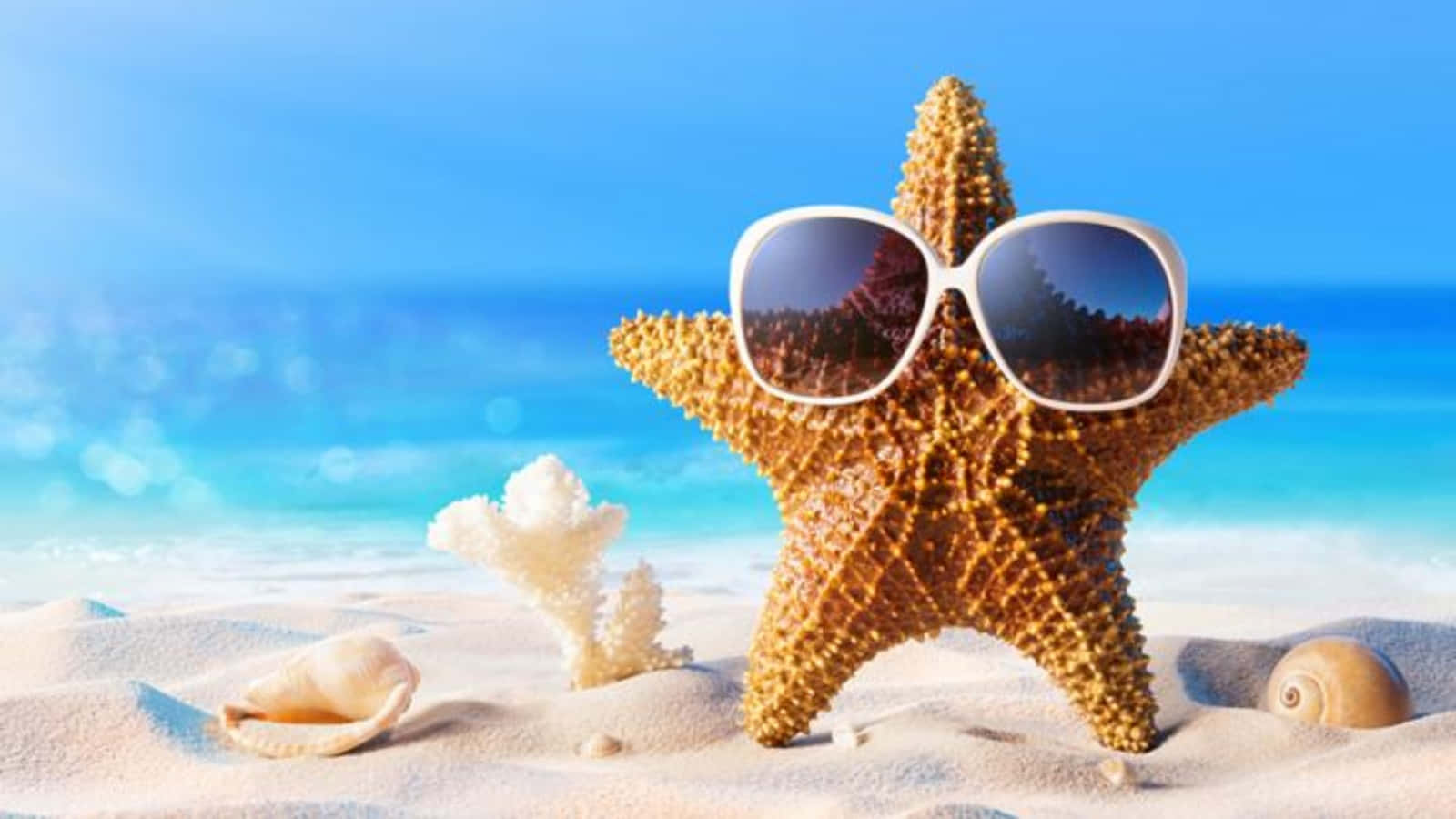 Fun Starfish Wearing Sunglasses Pictures