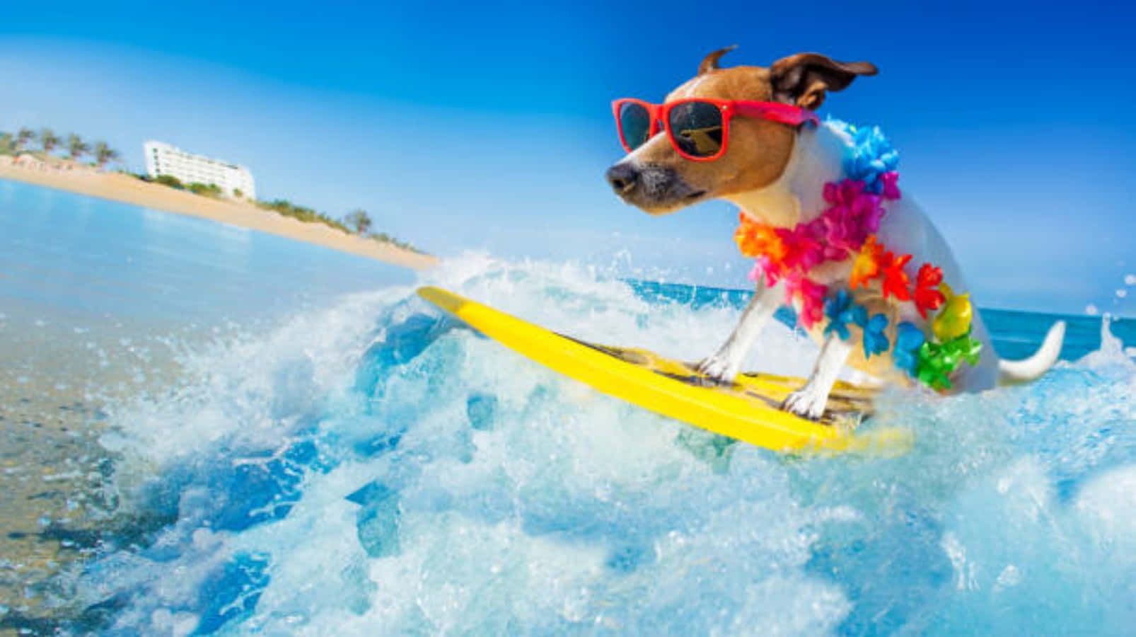 Fun Dog Surfing Waves Pictures