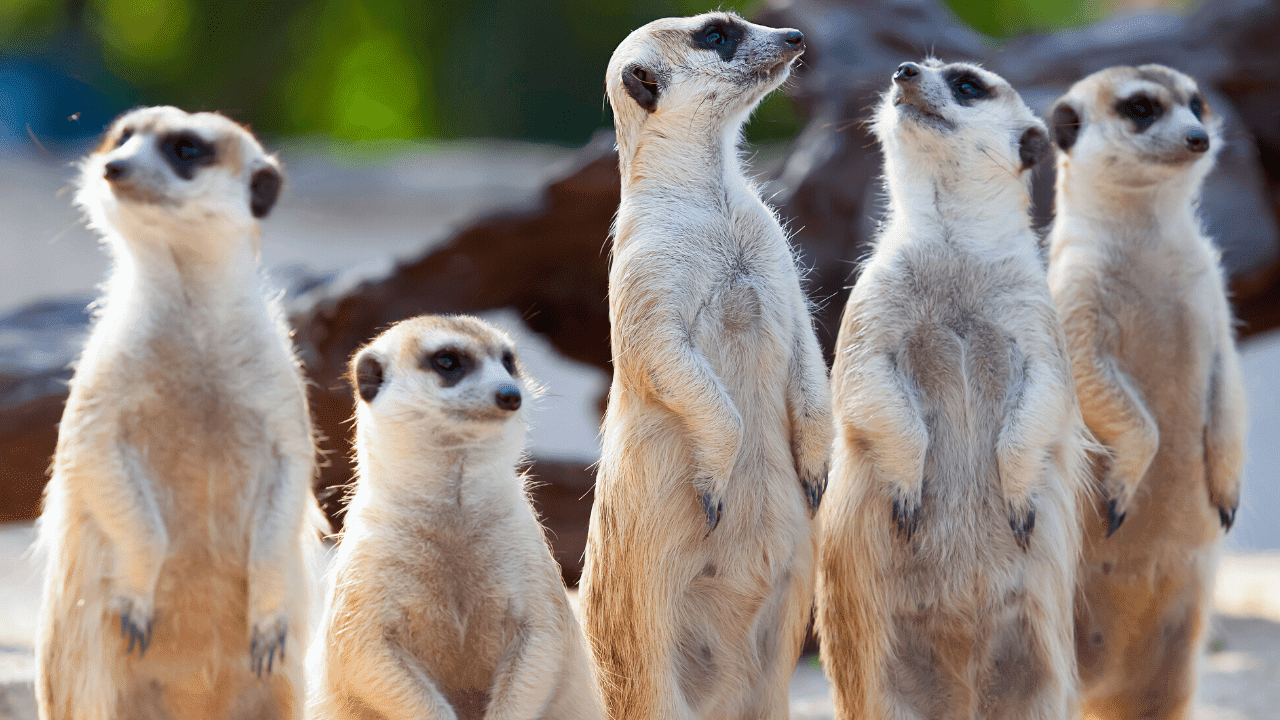 Meerkats Standing In A Line Looking Up