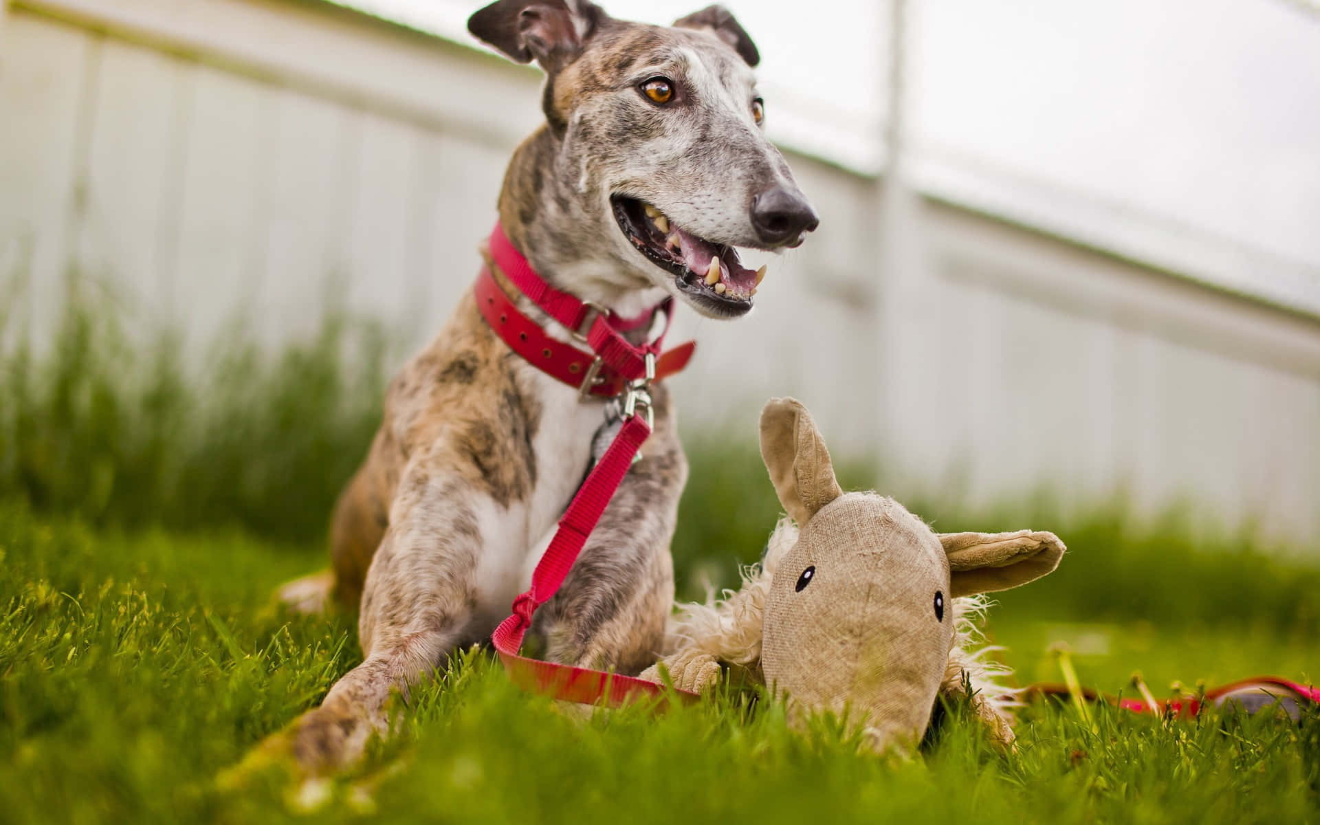 Baixe Fundode Galgo | Wallpapers.com