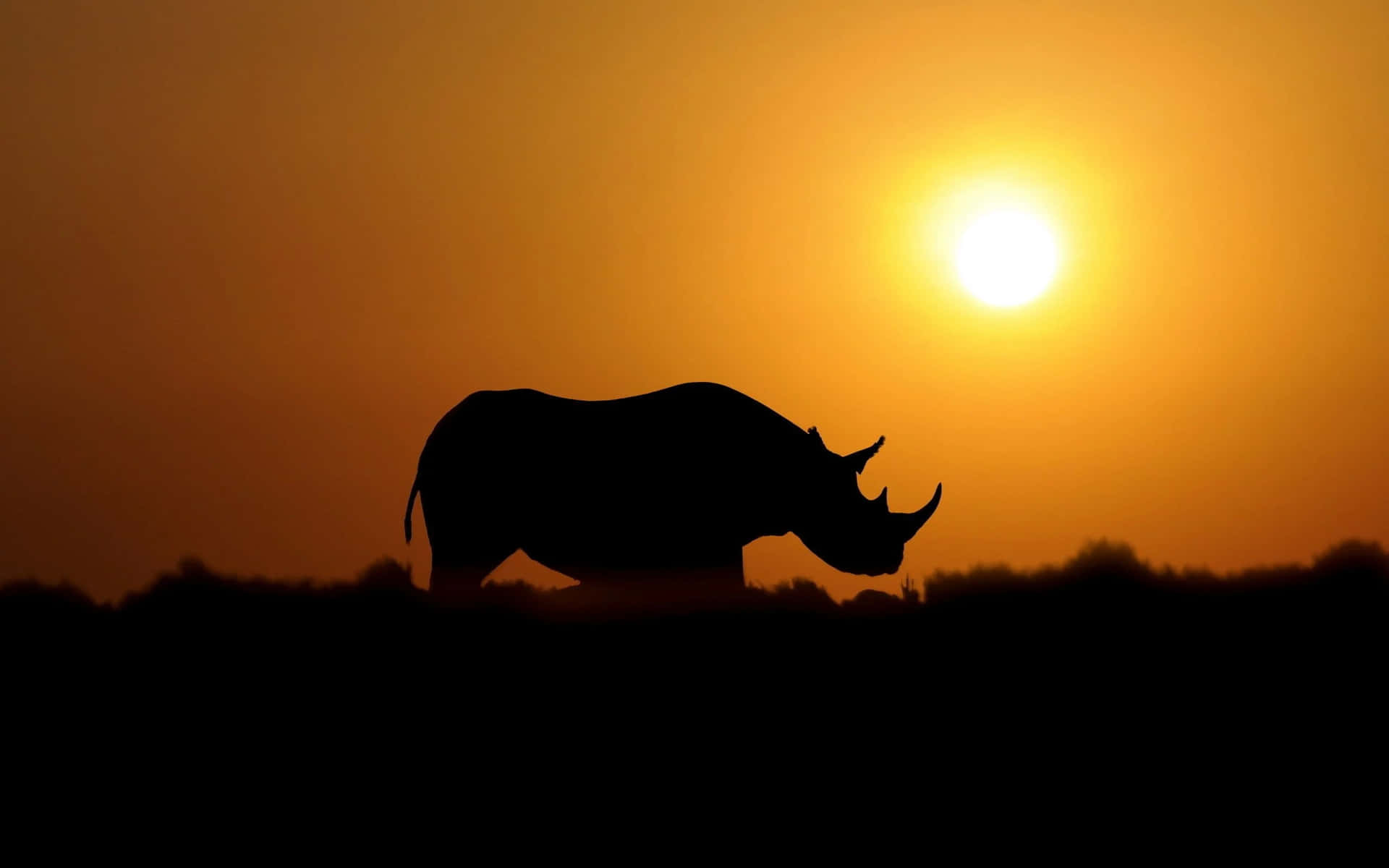 Fundode Rinoceronte.