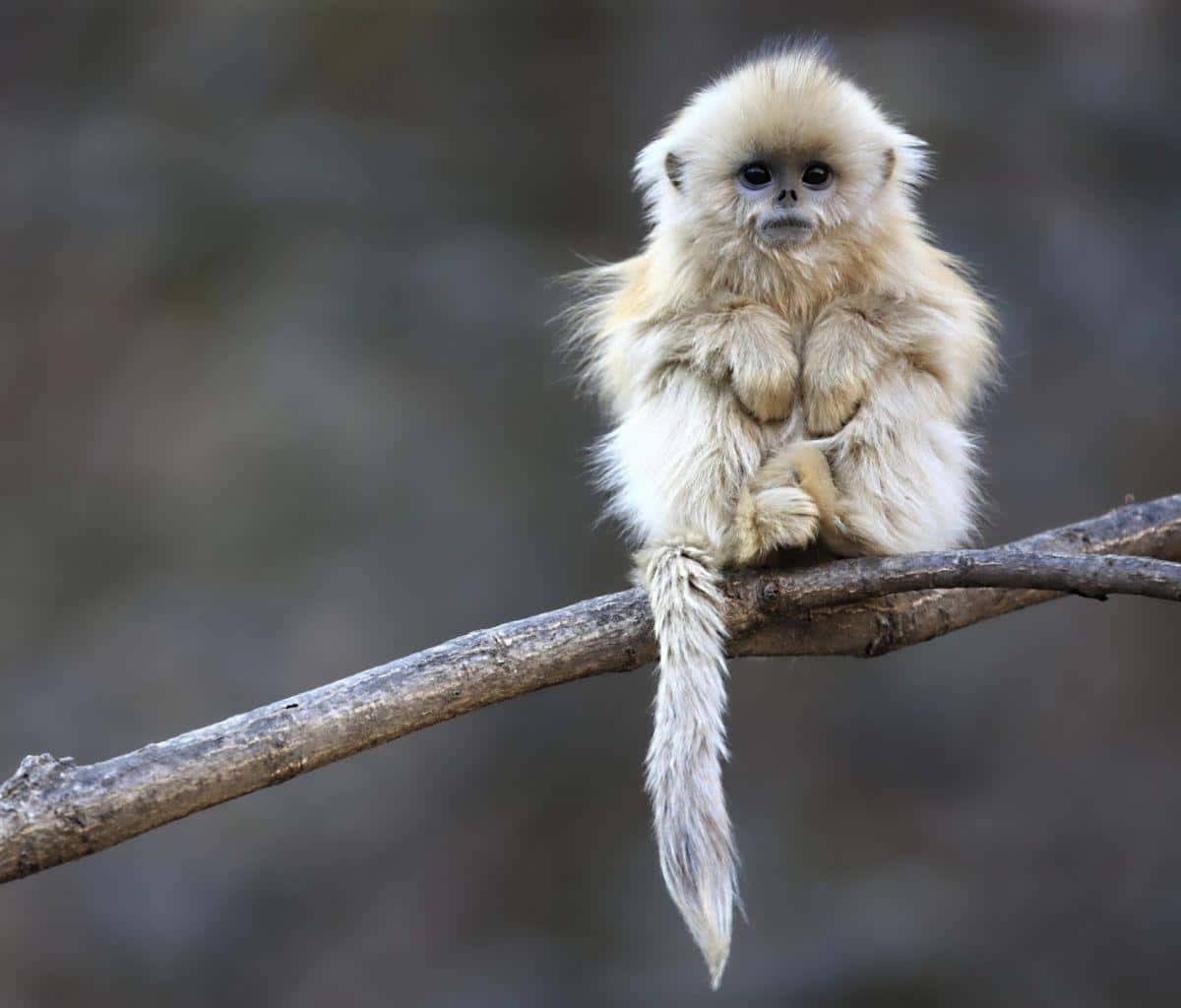 Fundode Tela De Bebê Macaco