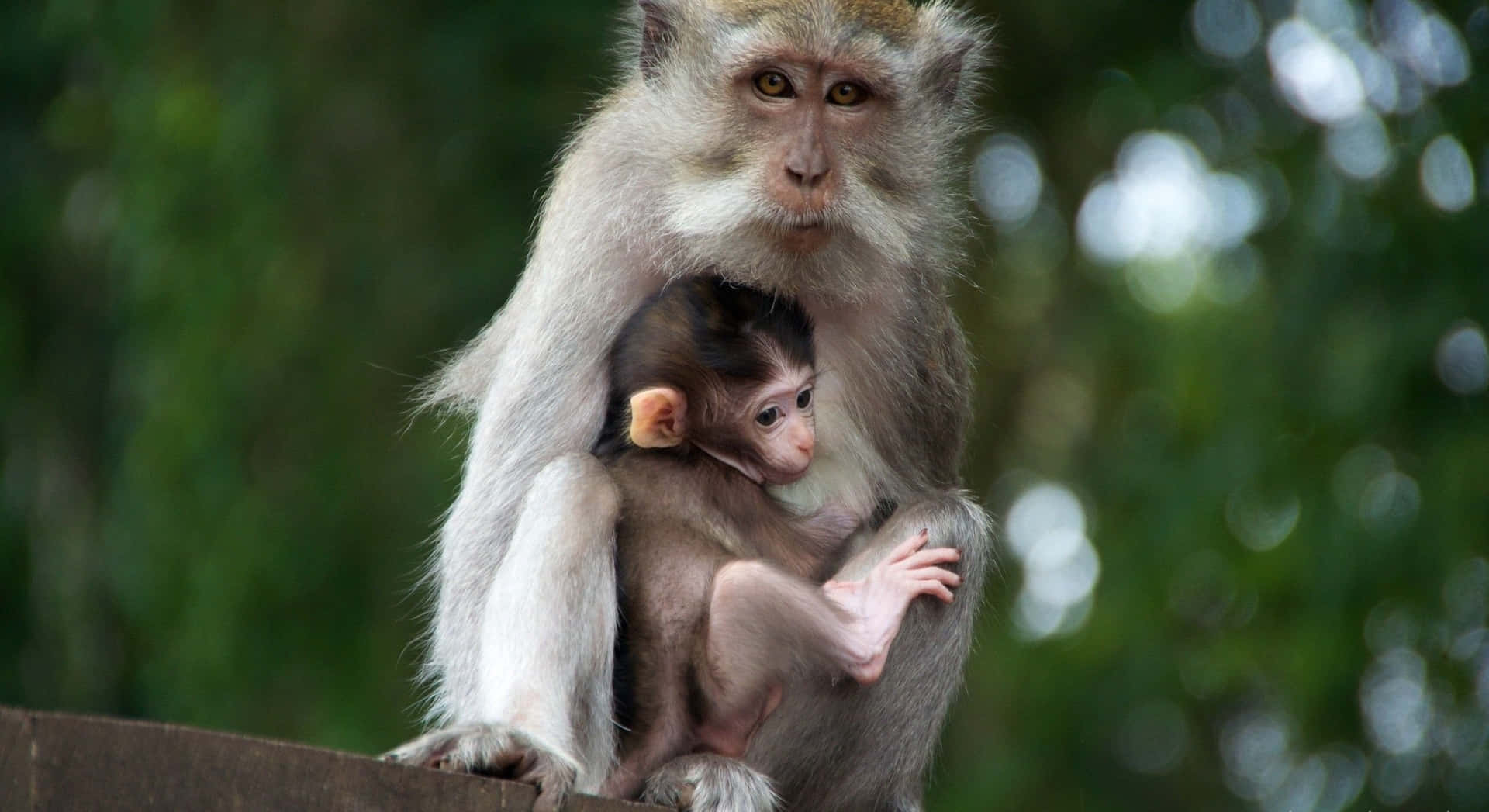Fundode Tela De Bebê Macaco