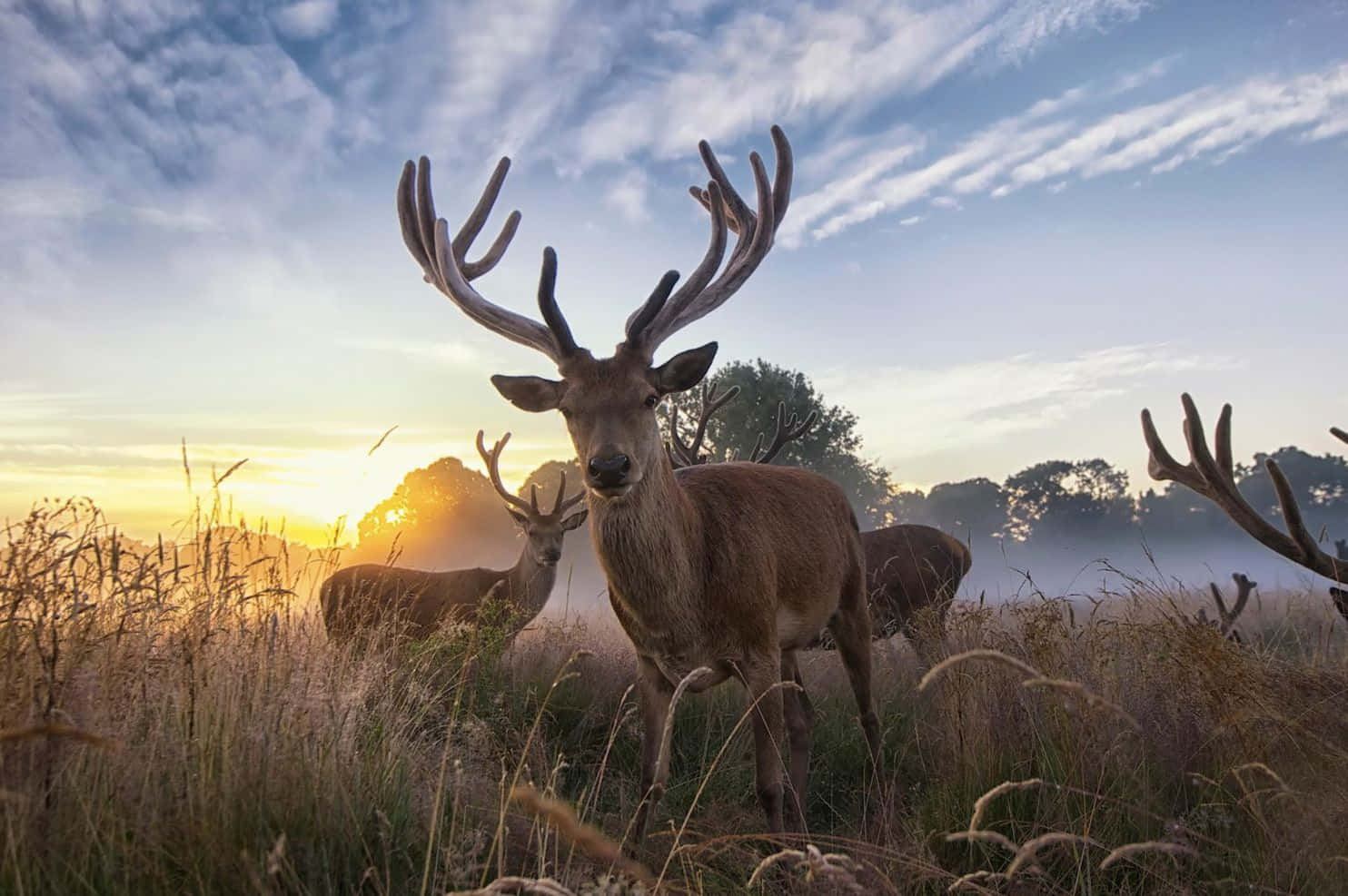 Fundodo Animal Planet