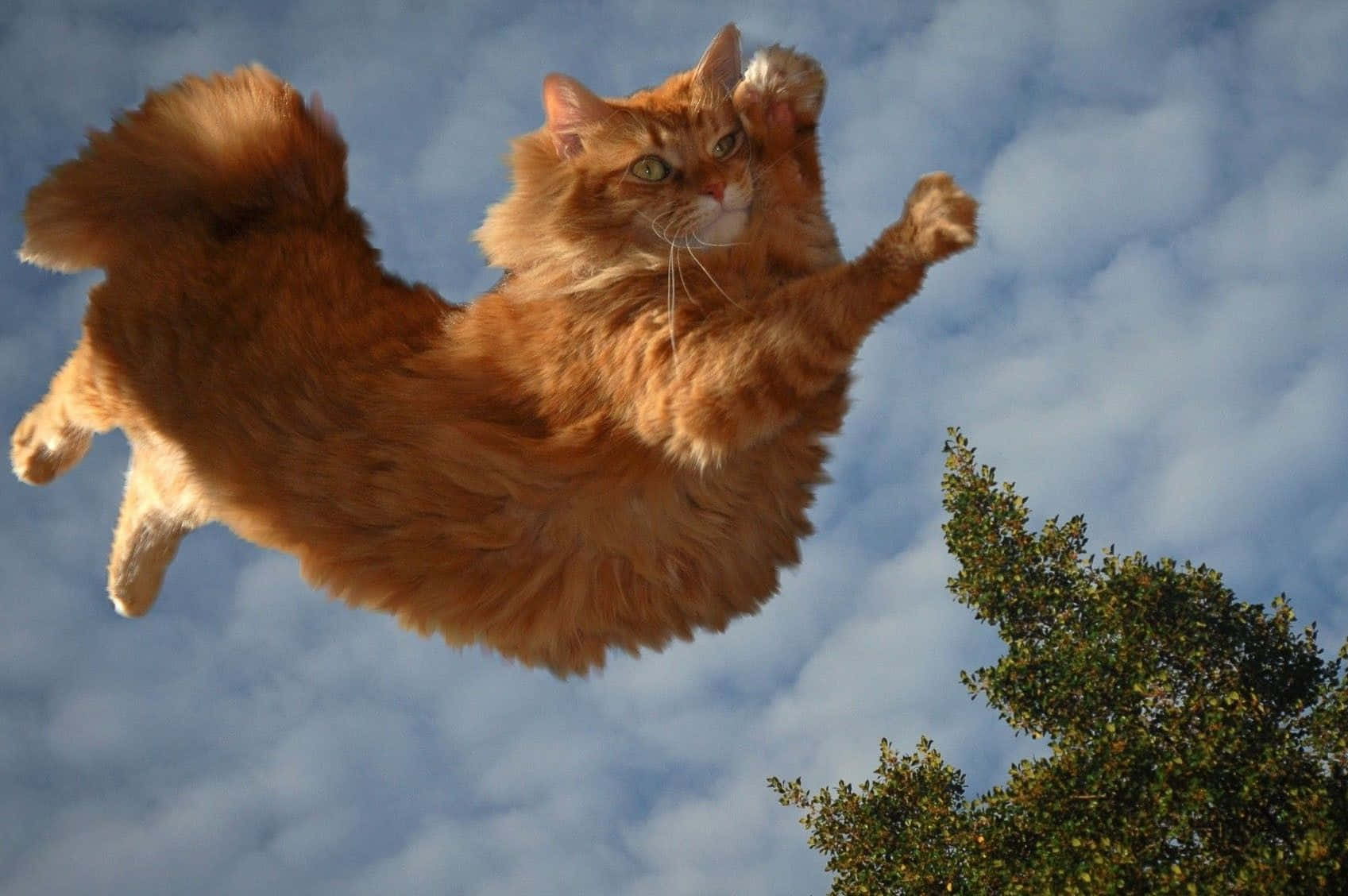 Fundodo Animal Planet