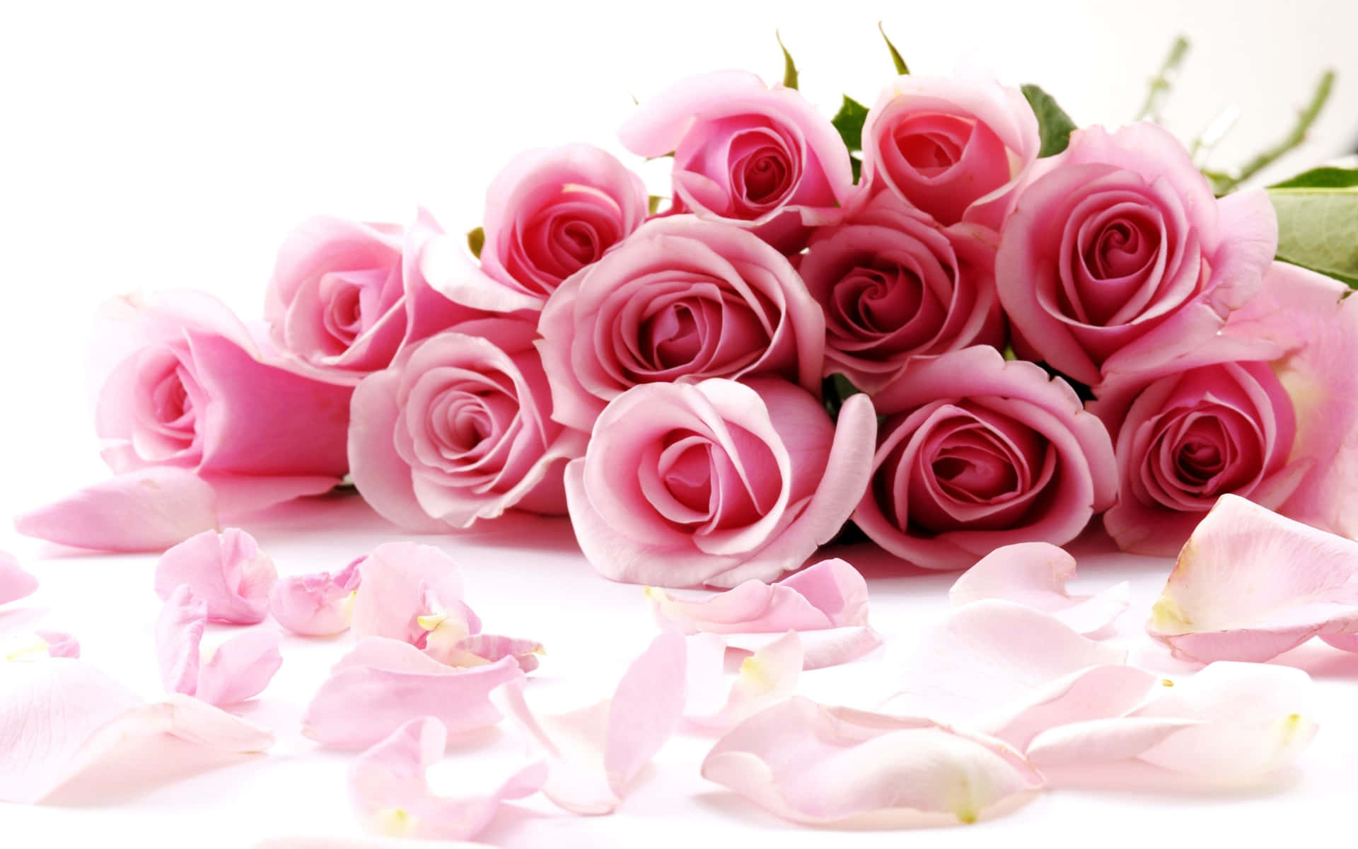 Pink Roses On A White Background