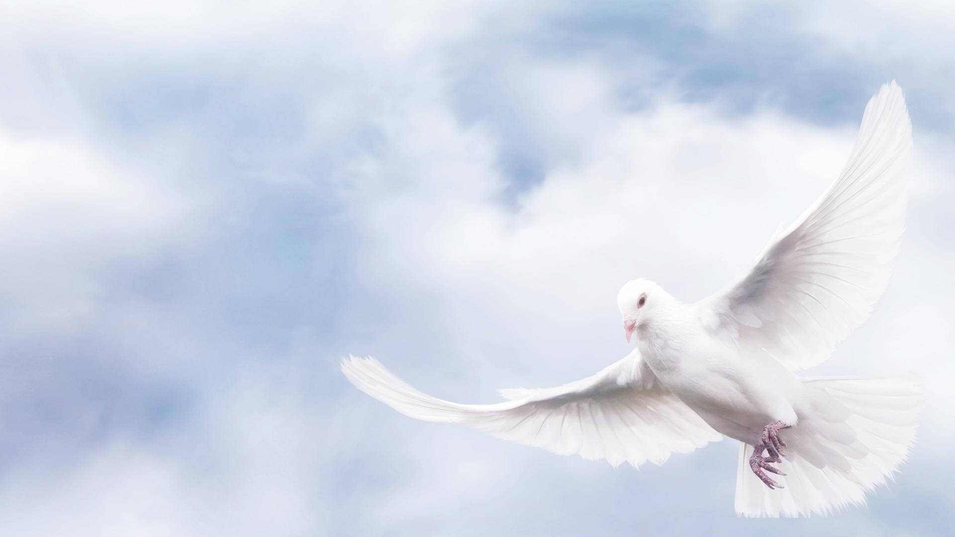 Download Funeral Peace Dove Wallpaper 